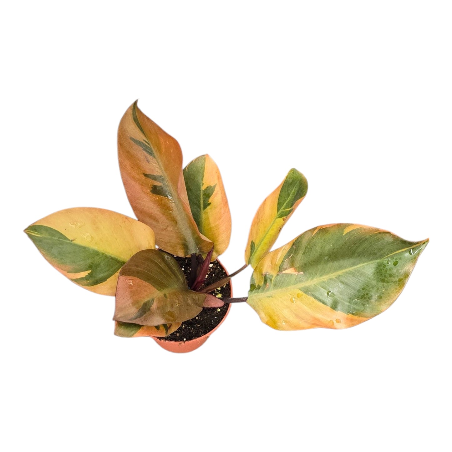 Philodendron Black Cardinal Variegata