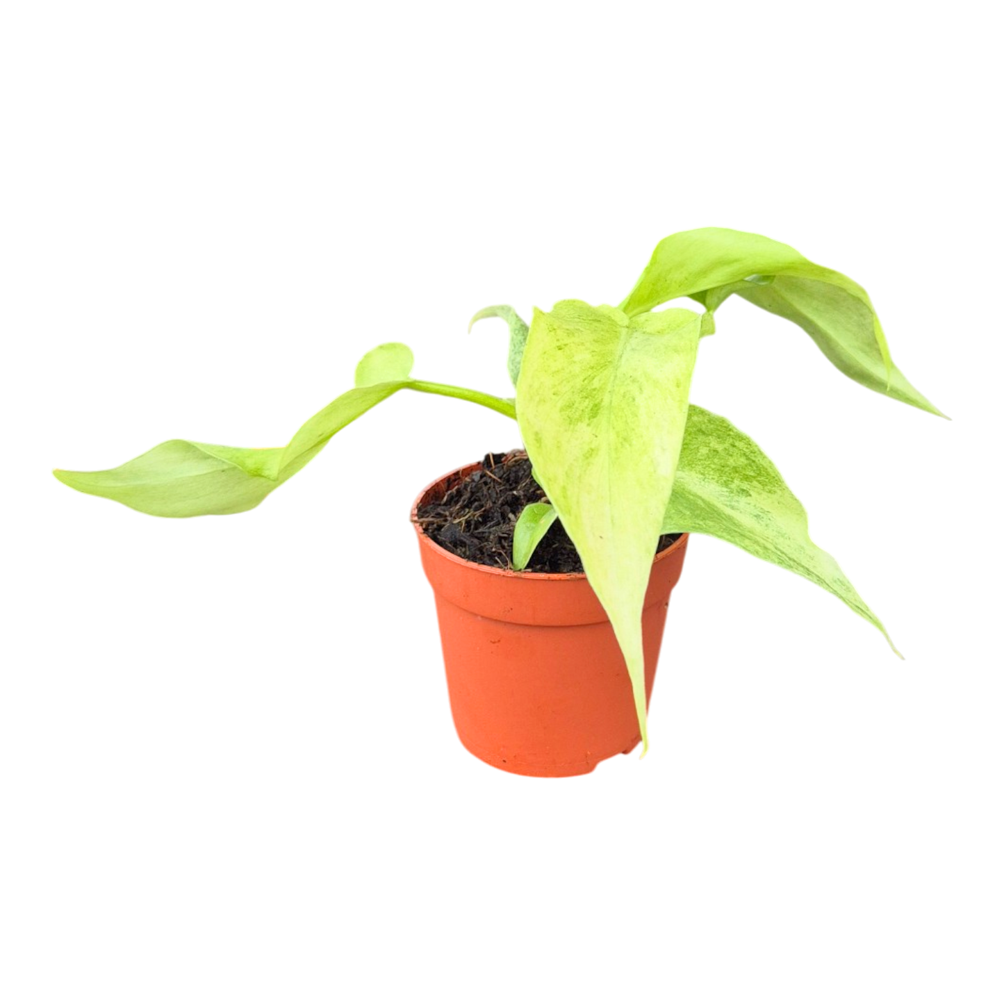 Philodendron Bob Cee Variegata