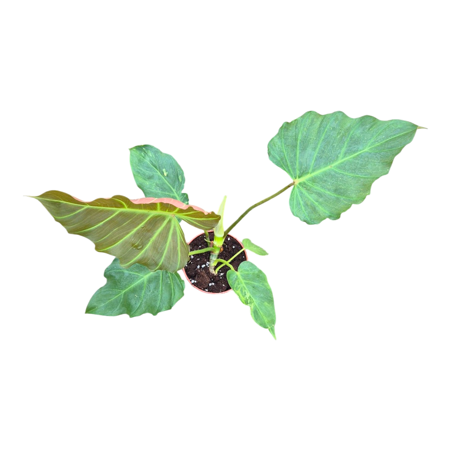 Philodendron Corsinianum