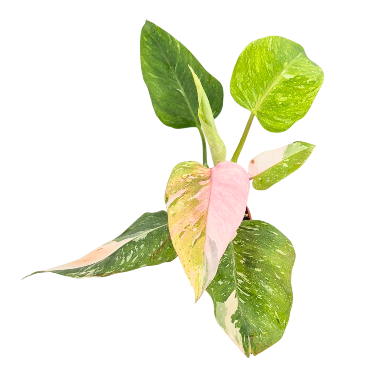 Philodendron Ice Speckle