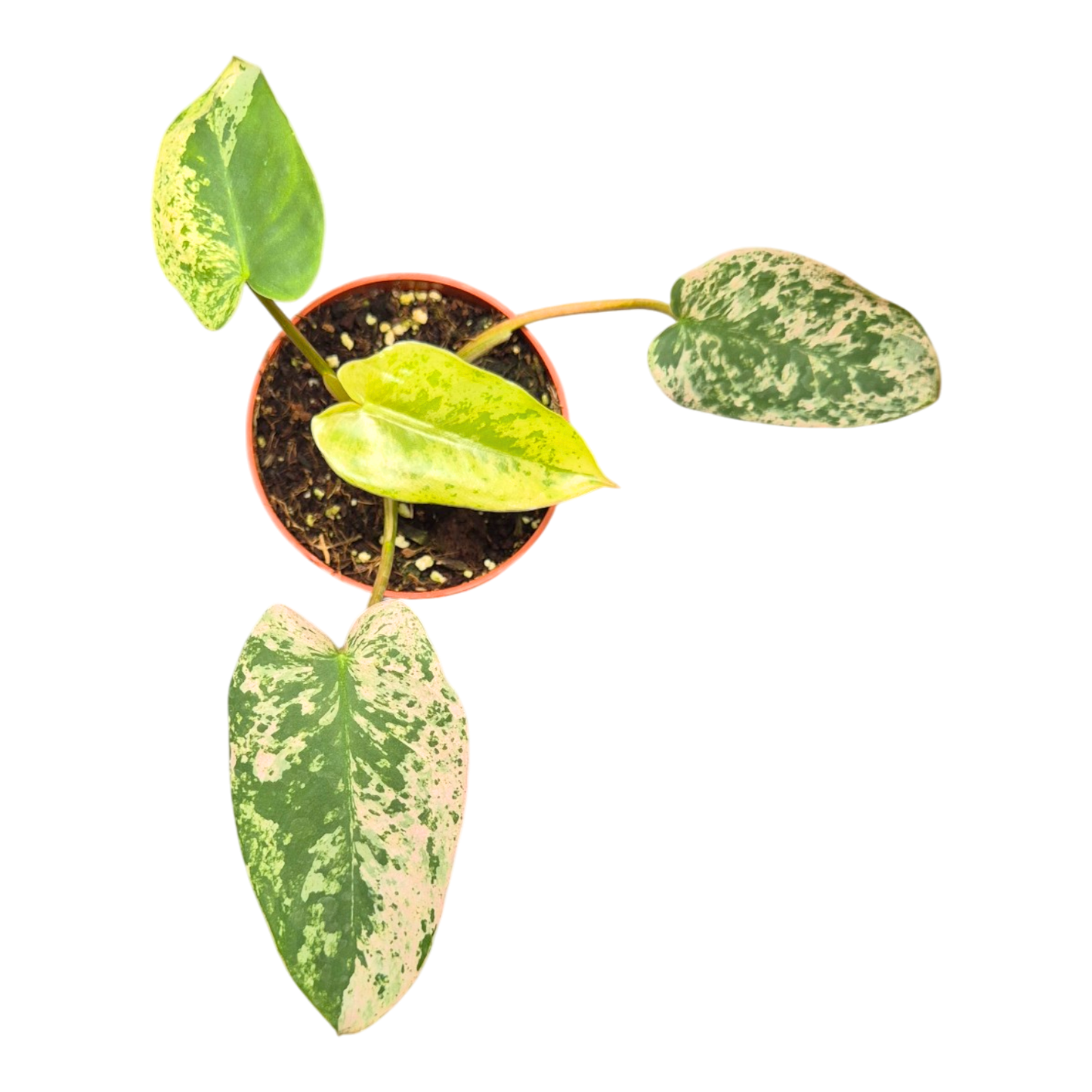 Ausgewählter Philodendron Ilsemanii