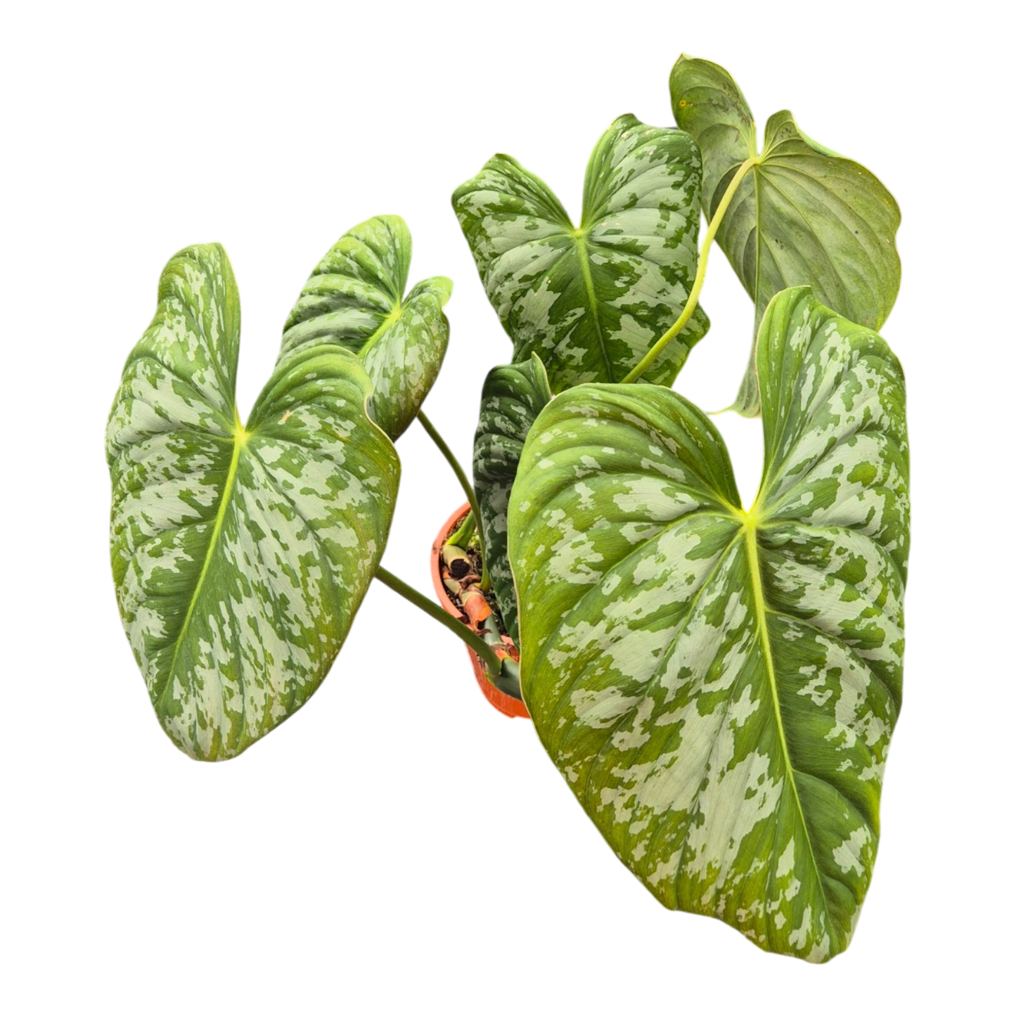 Selected Philodendron Majestic x Brandtianum (wild form)