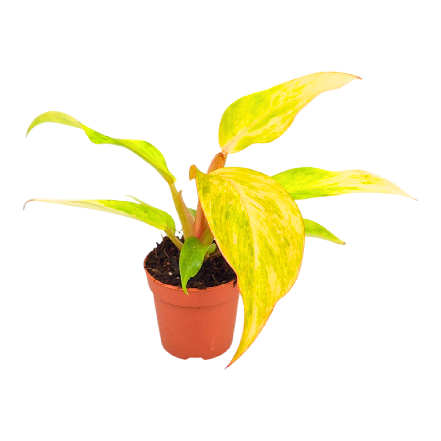 Philodendron „Orange Marmalade“