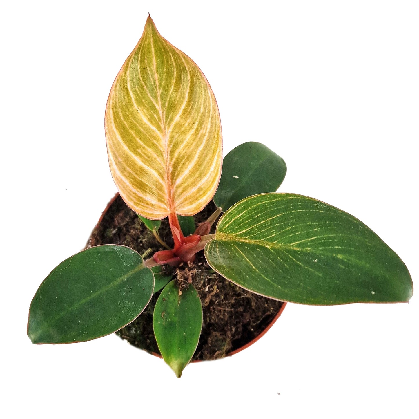Philodendron Pink Bikini