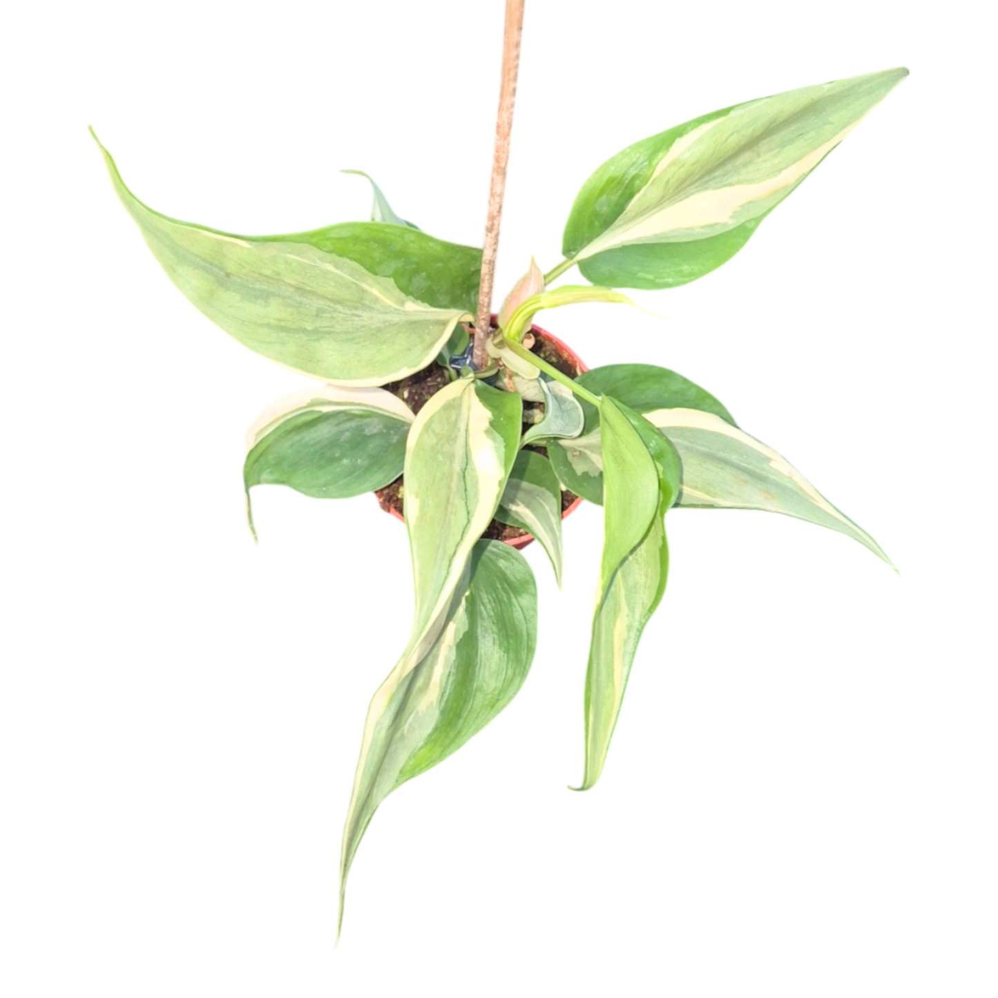 Philodendron Rio