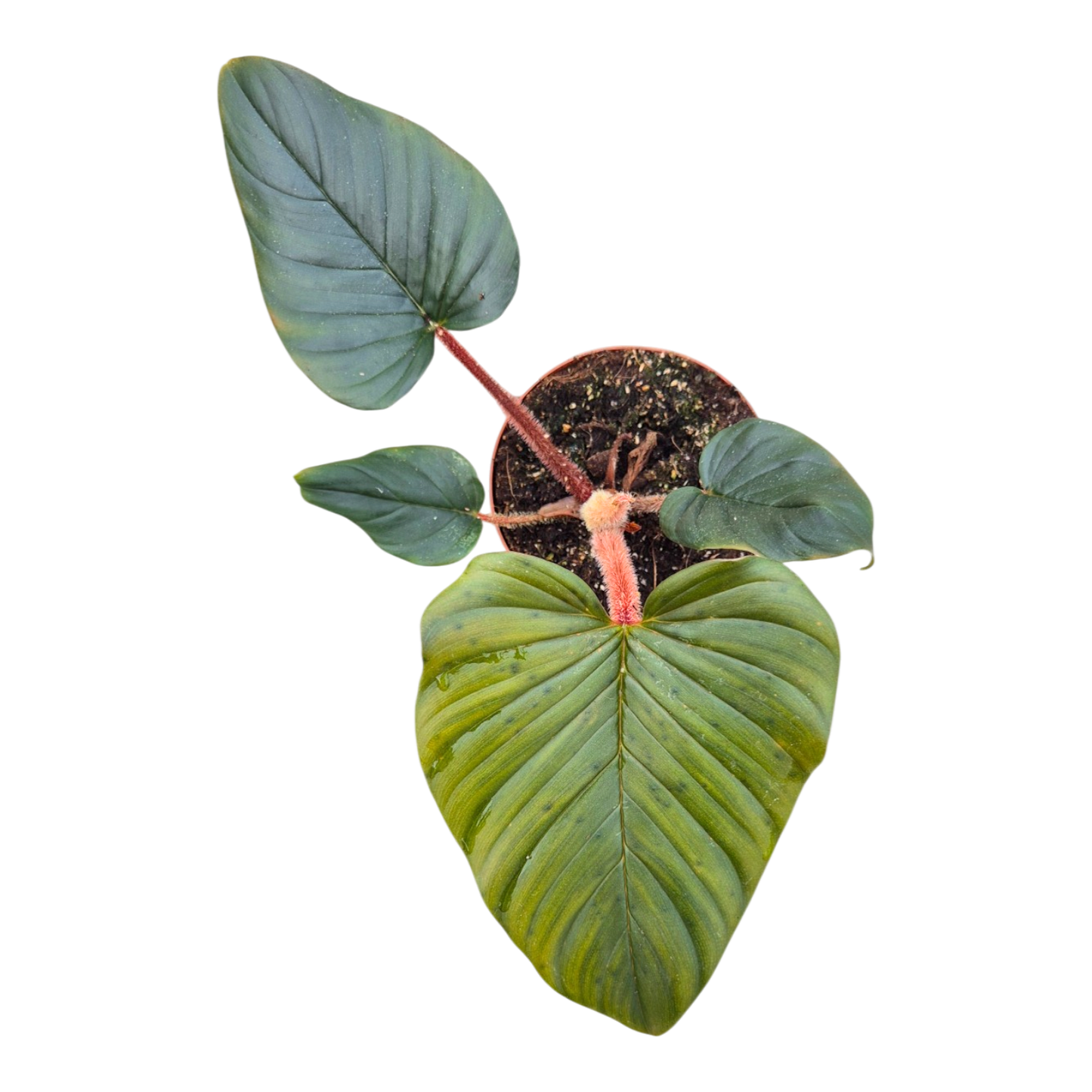 Philodendron Serpens × Squamiferum