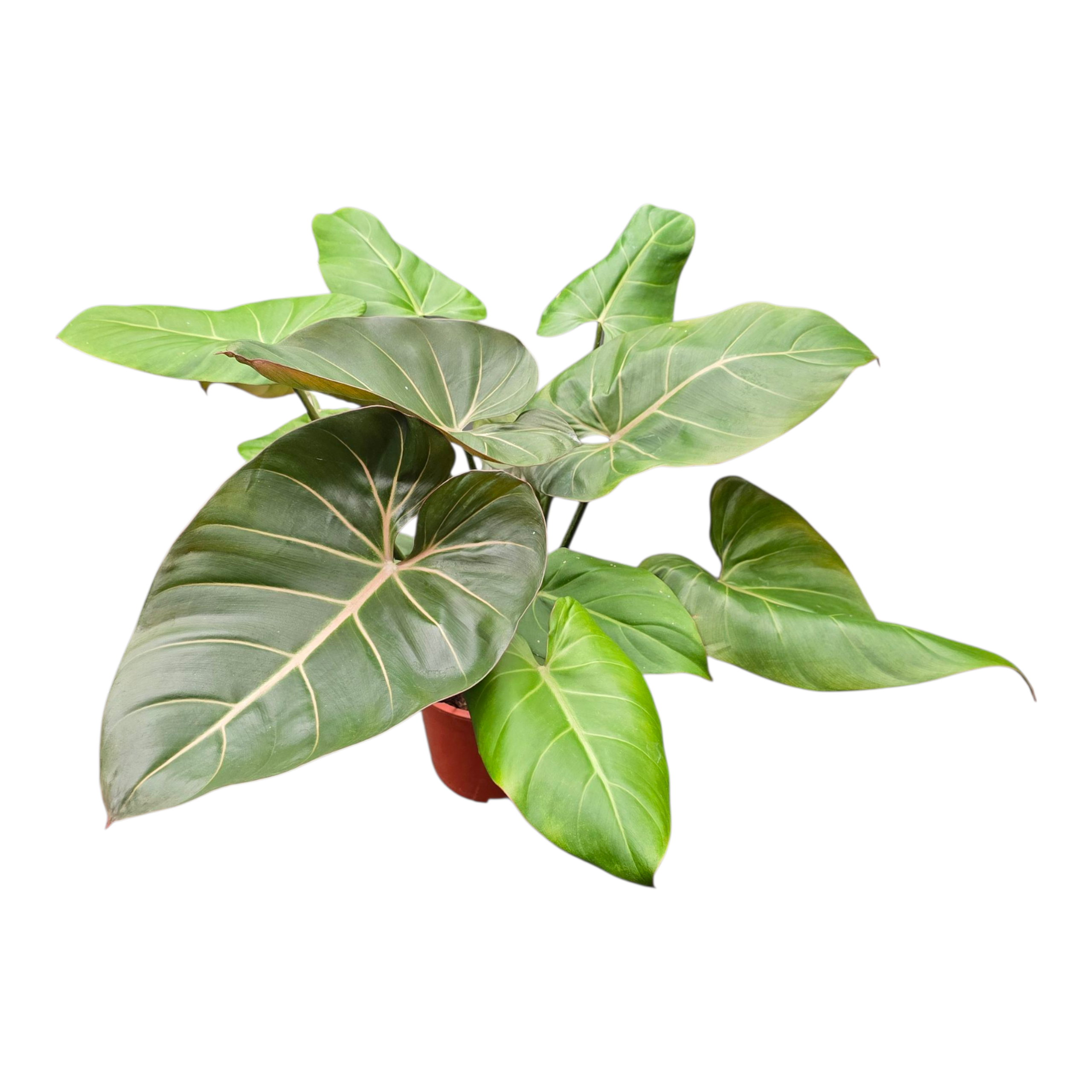 keep philodendron alive all summer Philodendron Summer Glory
