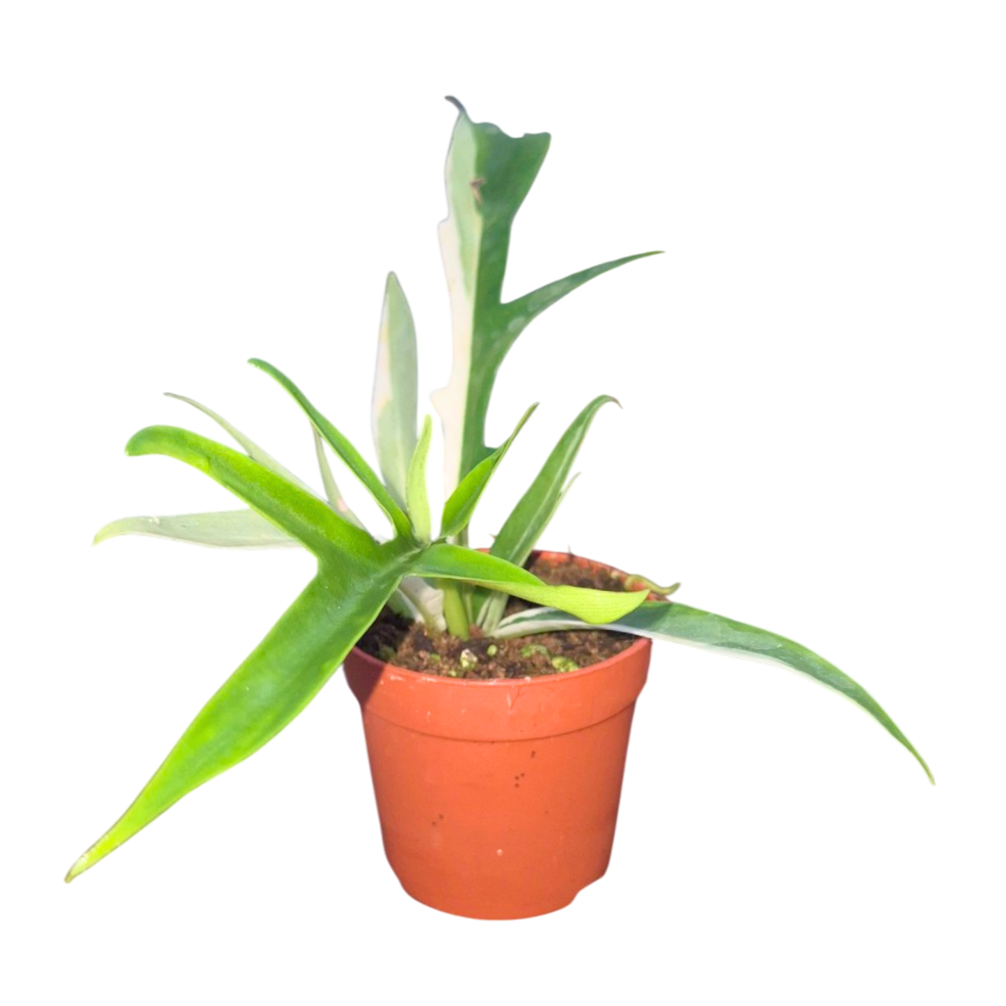 Philodendron Tortum Albo