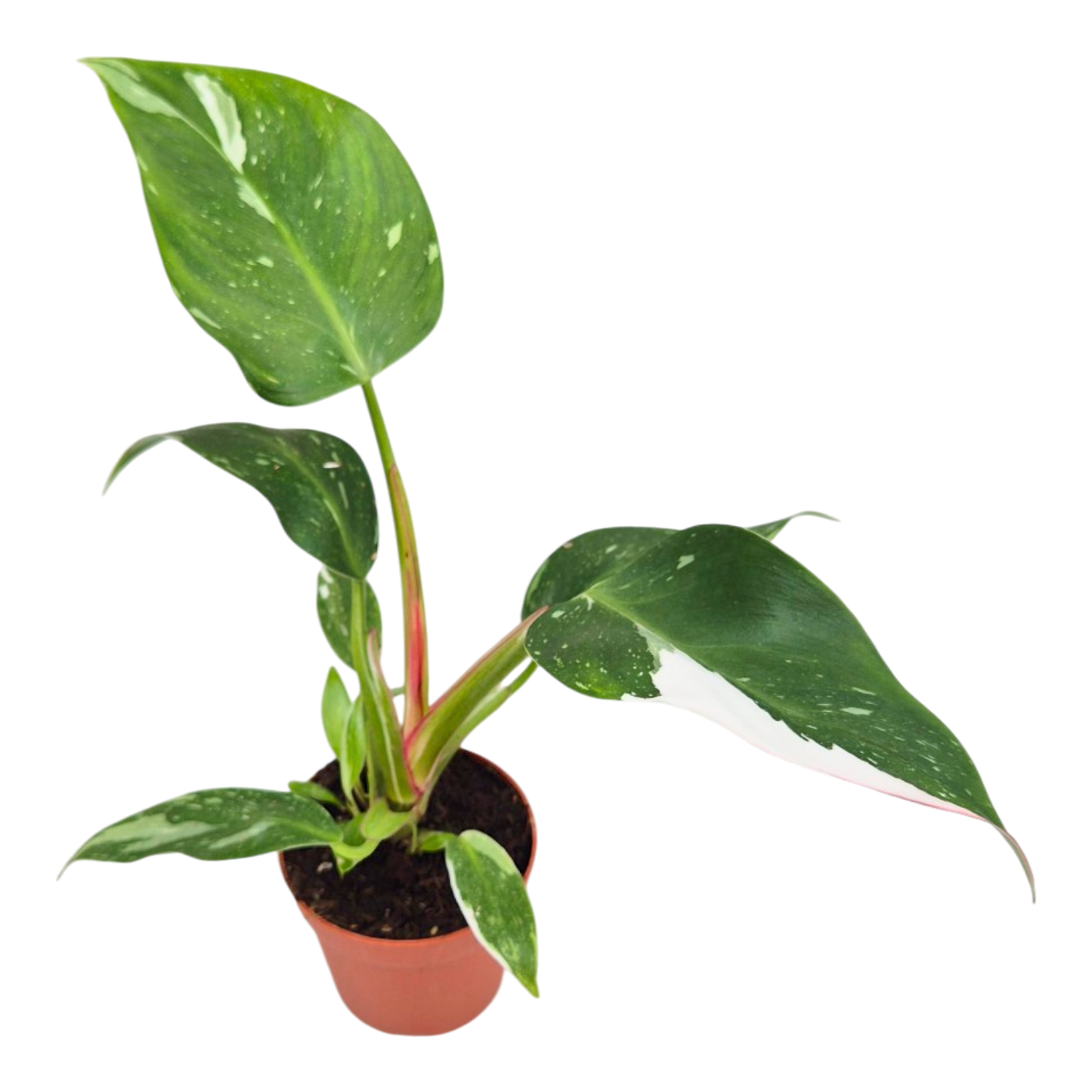 Philodendron „White Princess“
