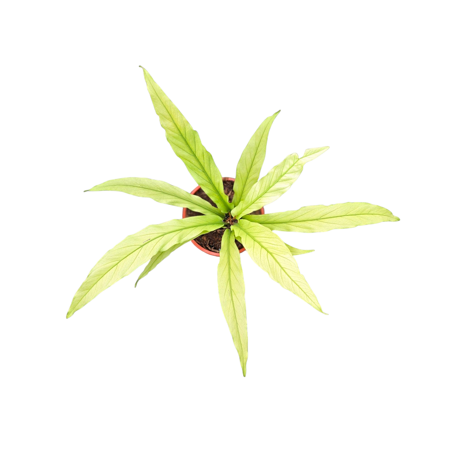 Anthurium Scorpion Mint