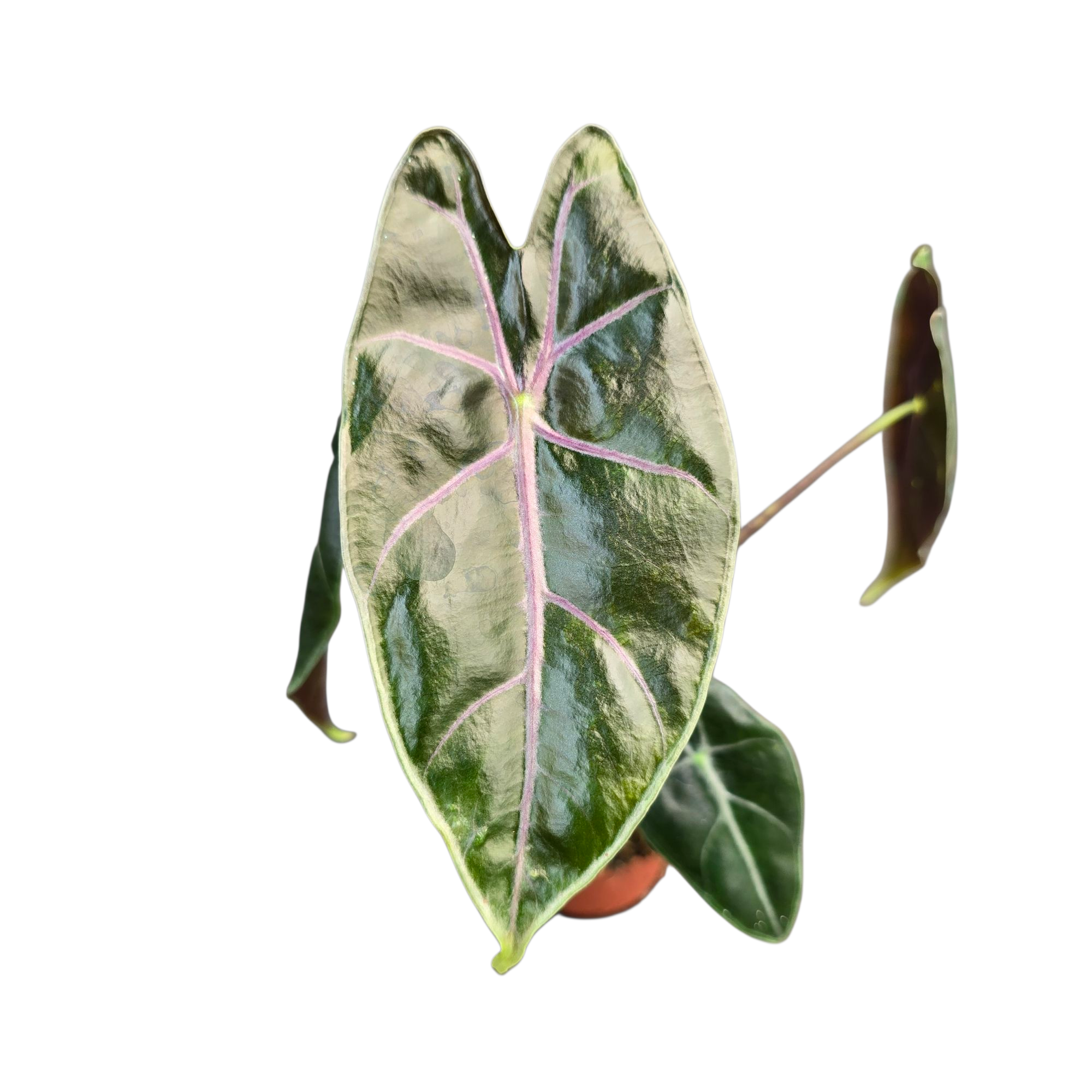 Alocasia Longiloba Purple Vein – Casa Botanica