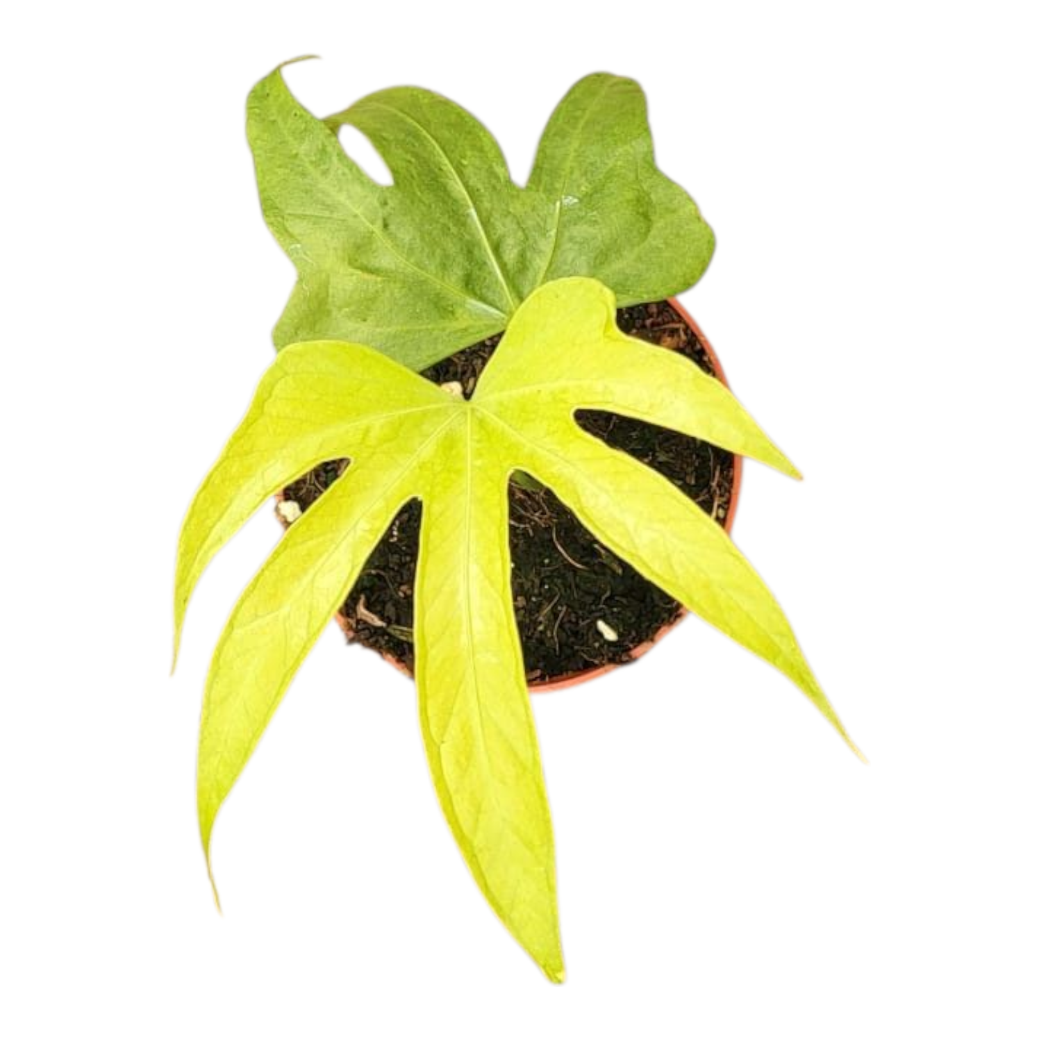 Anthurium Pedatoradiatum – Casa Botanica