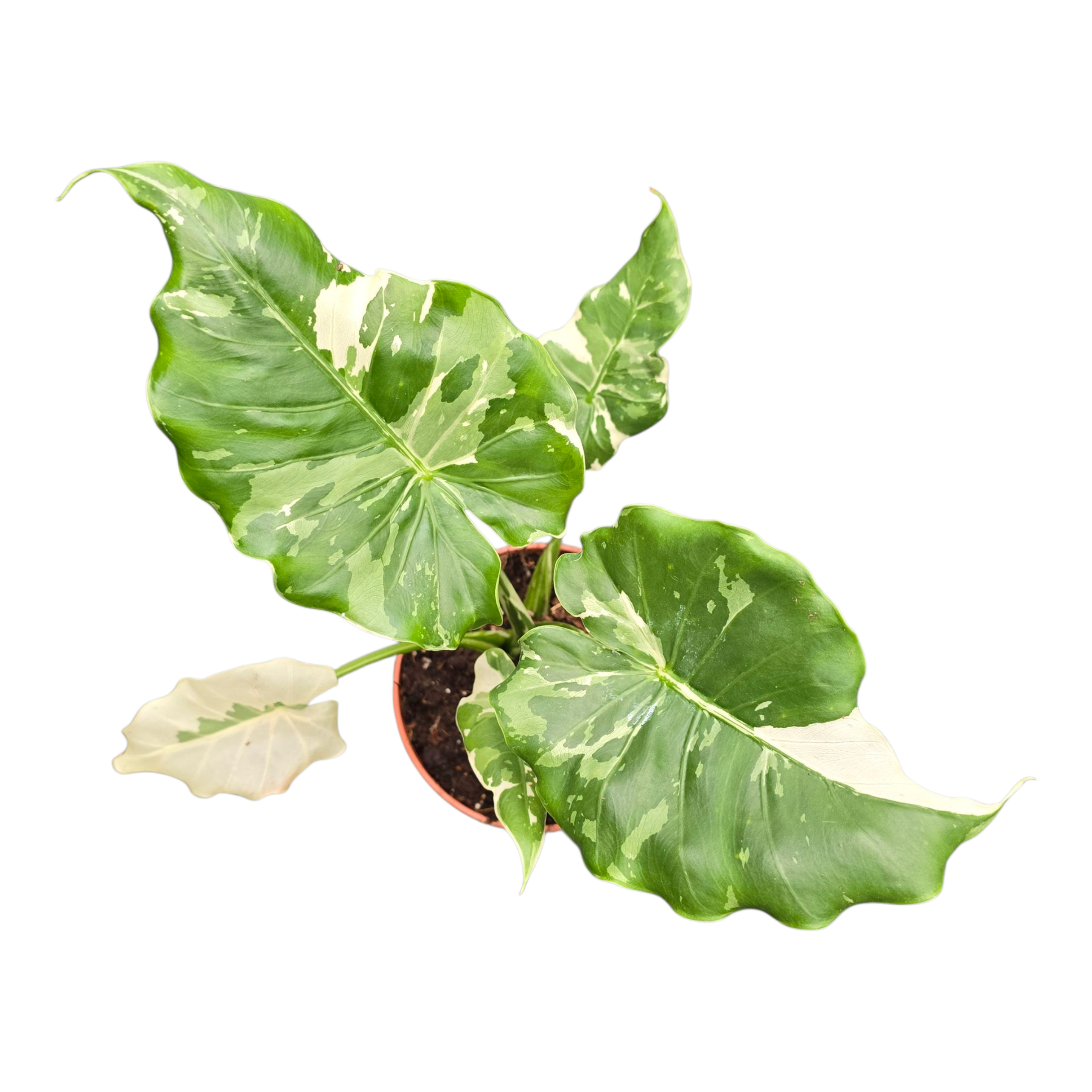 Alocasia Okinawa　Silver クワズイモ　斑入り 3年生 斑入りクワズイモ オキナワシルバー | GREEN LUCK