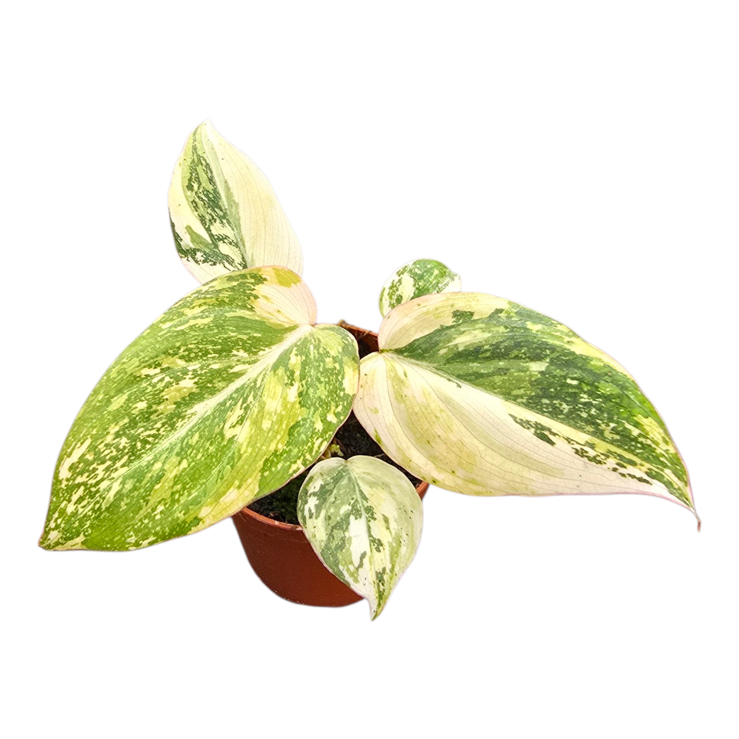 Philodendron Gloriosum Tricolor – Casa Botanica