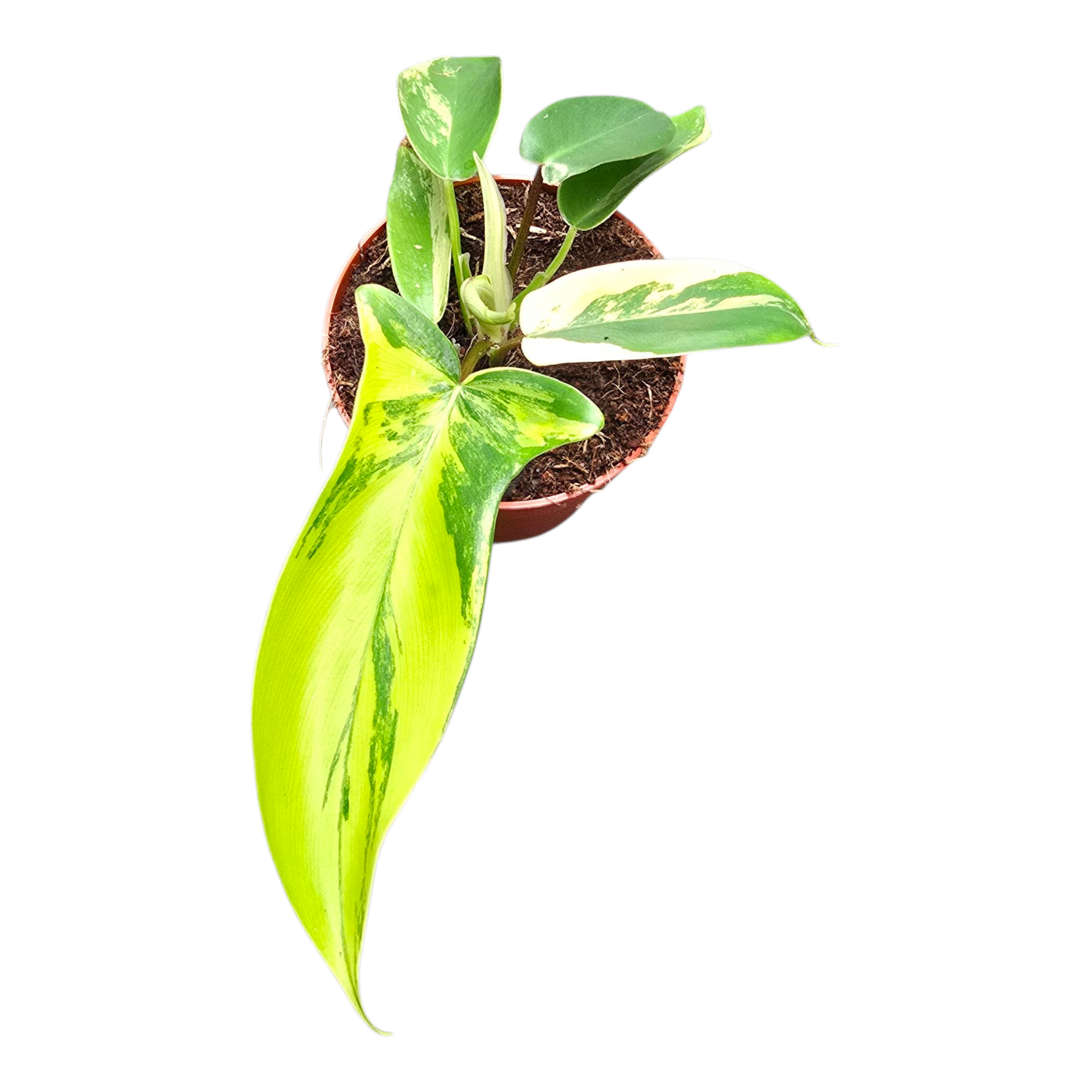 r*n様 510 斑入り　Philodendron'Florida Beauty r*n様 510 斑入り Philodendron'Florida Beauty Philodendron