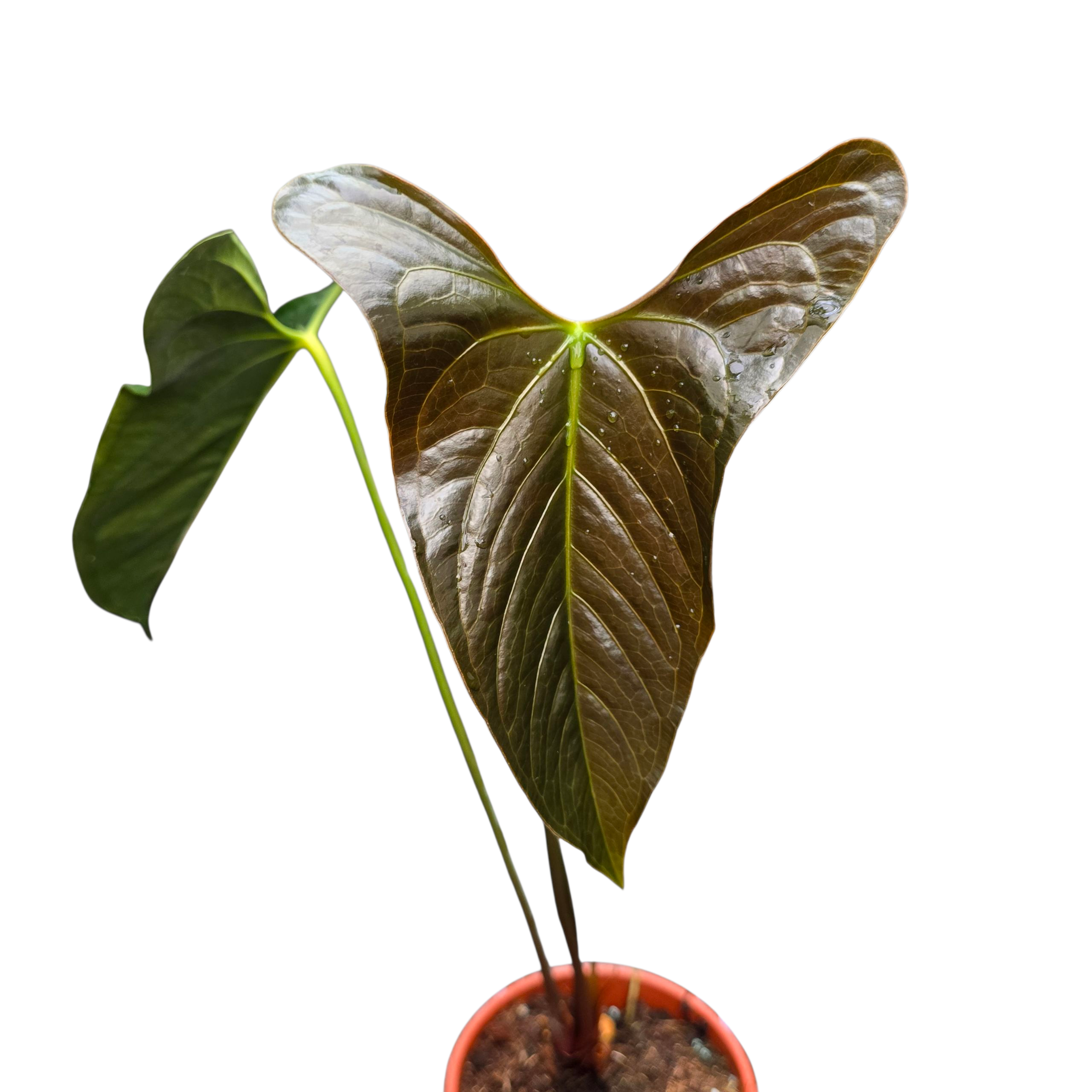 Anthurium Papillilaminum, Ree Gardens x sp. Napo, rare