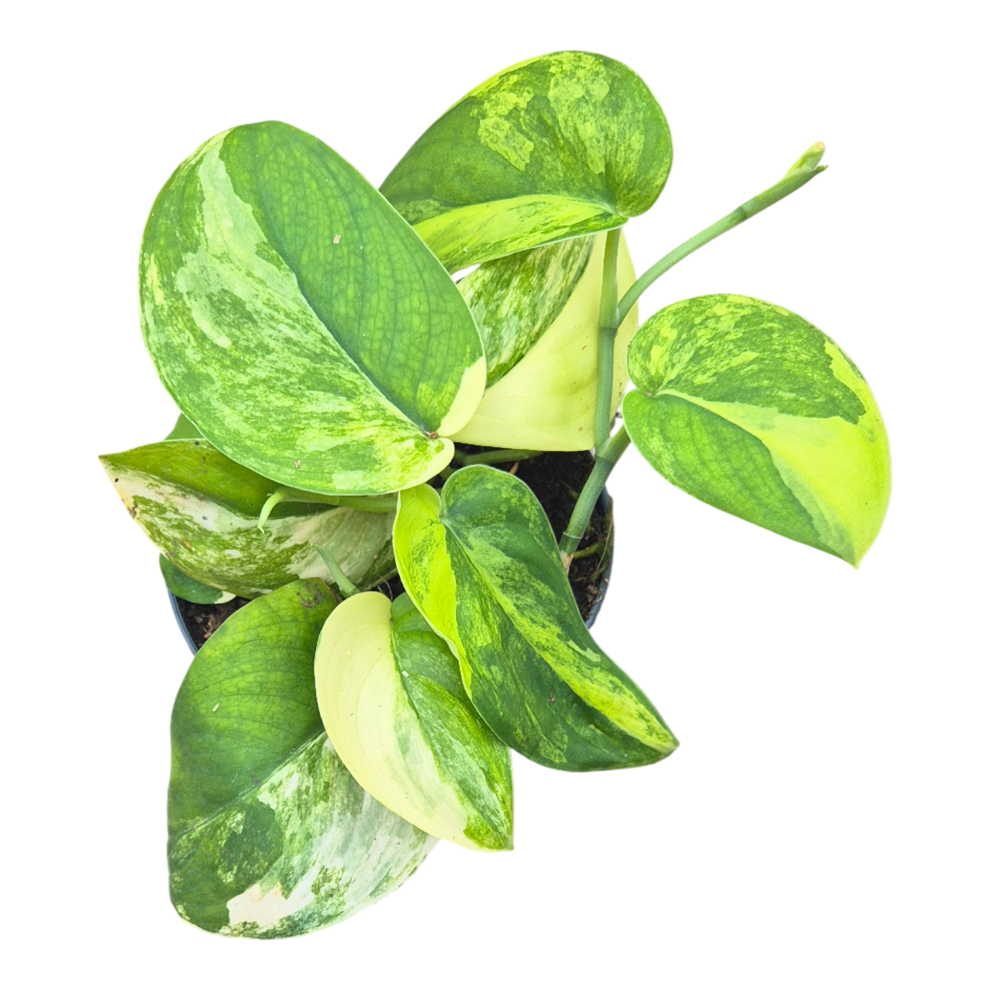 Scindapsus Jade Satin