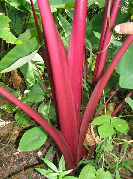 Colocasia Sangria