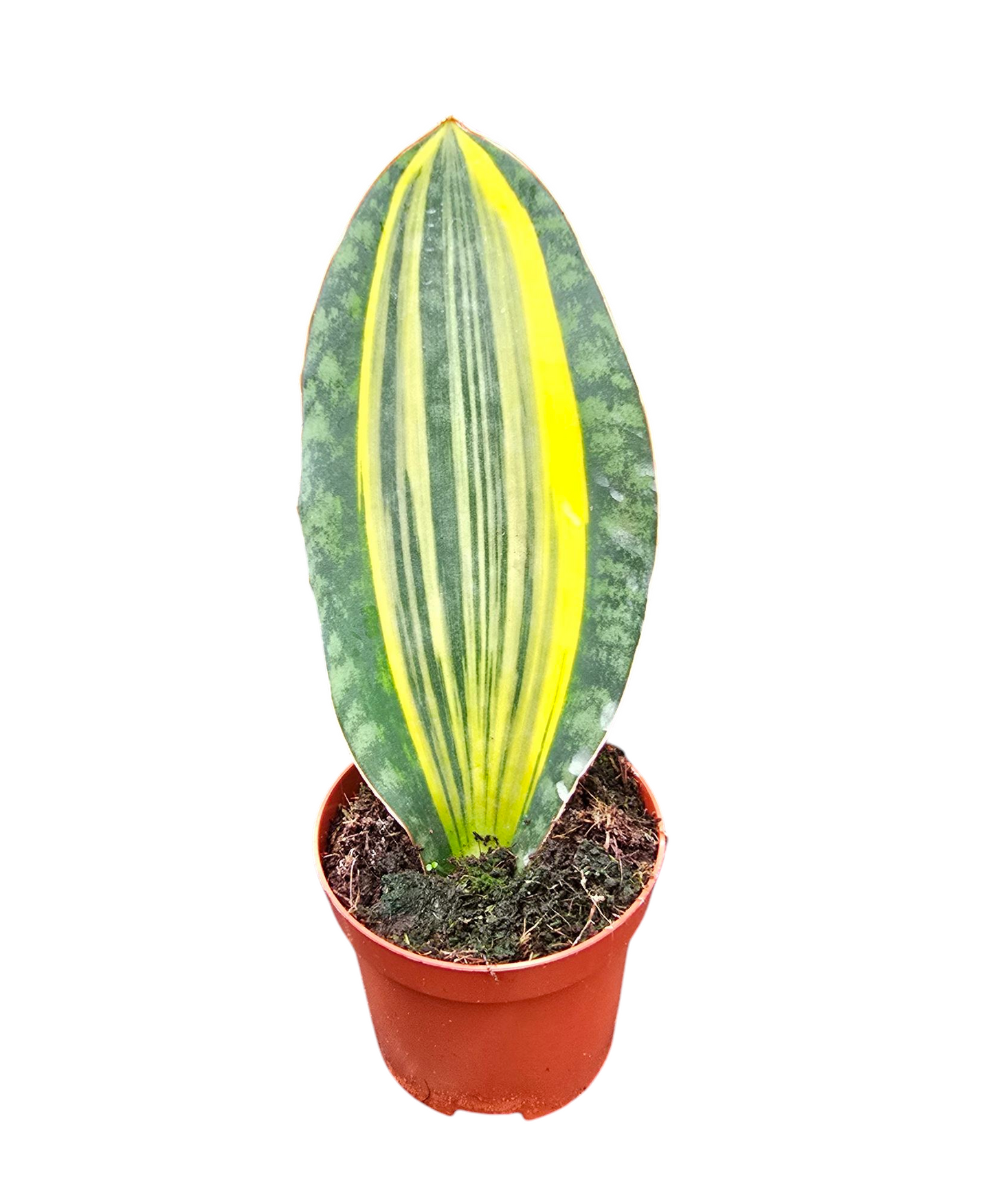 Sansevieria Masoniana Variegata