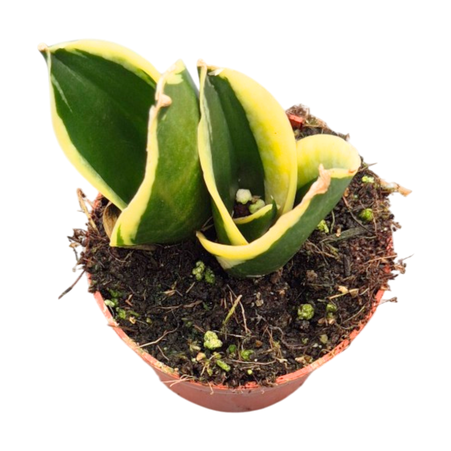 三帶虎尾蘭 玉塔哈尼