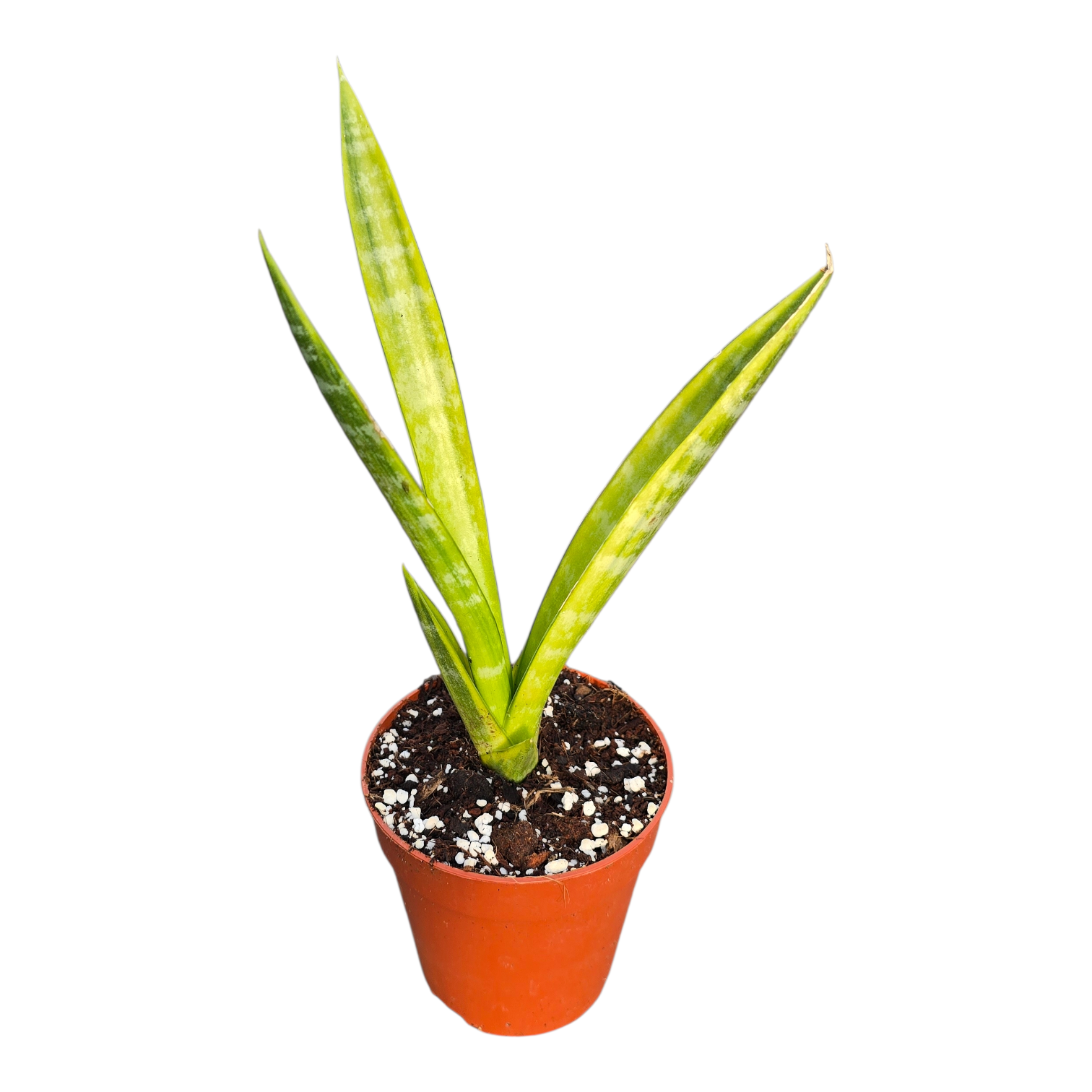 sansevieria spp Sansevieria sp. Variegata