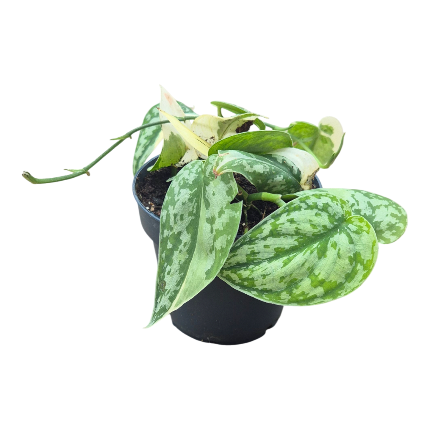 Scindapsus Mayari Variegata