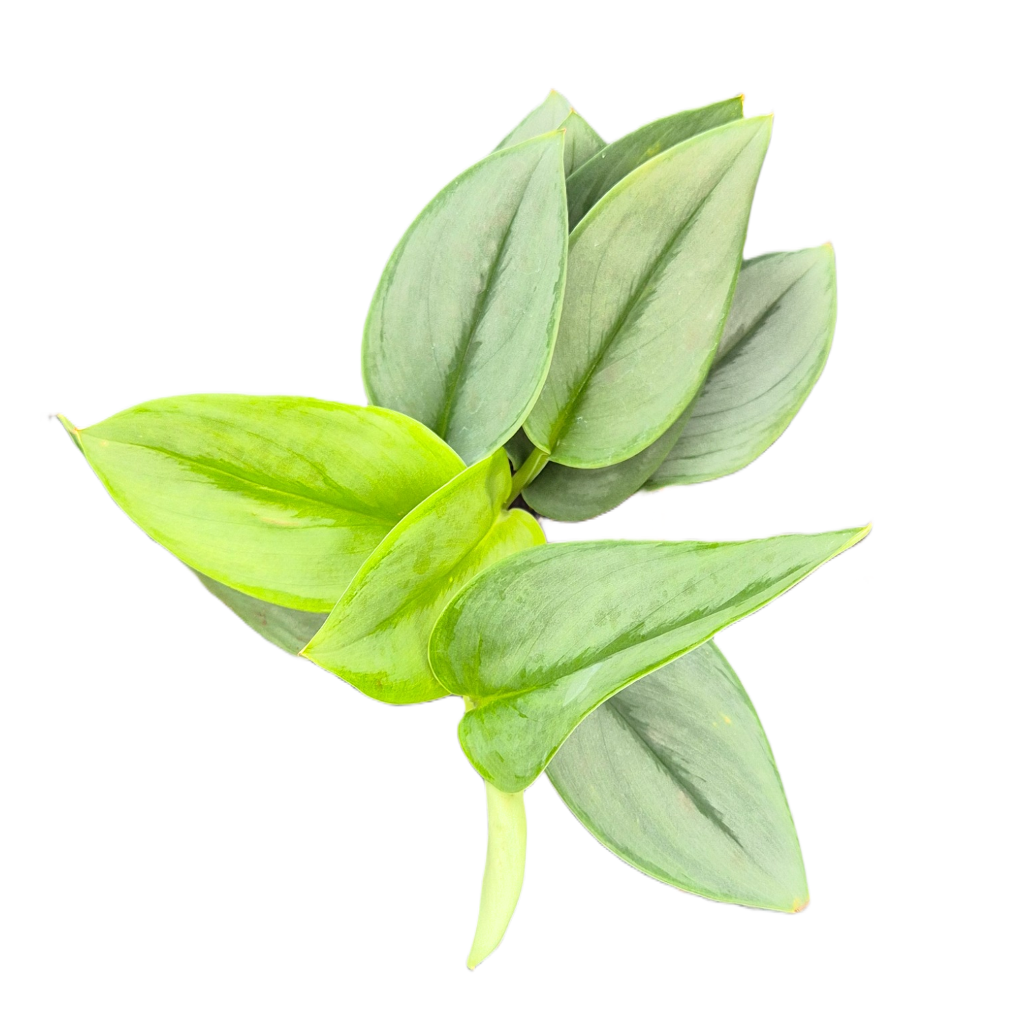 philodendron treubii moonlight Scindapsus Treubii Moonlight