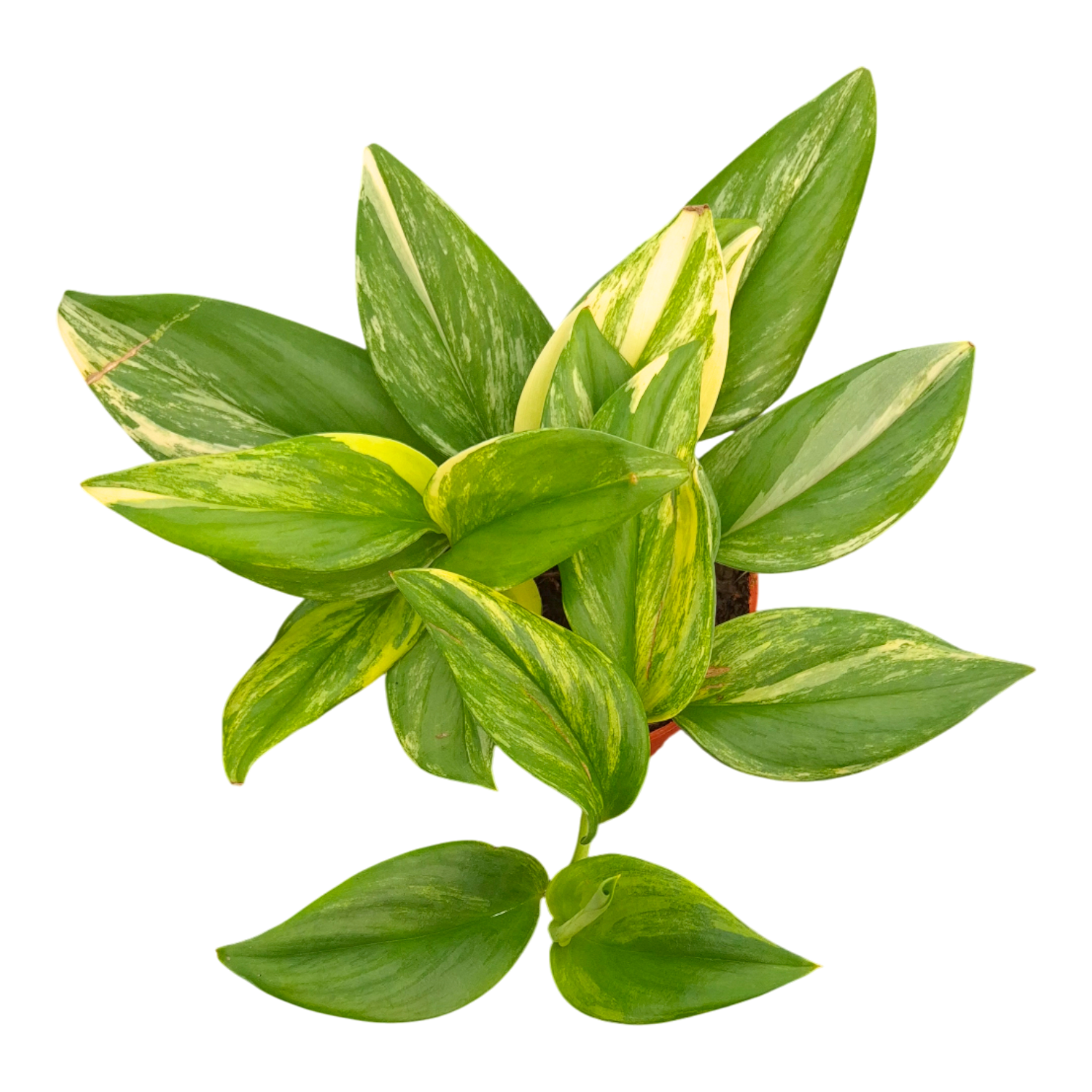tricolor pothos Scindapsus Treubii Tricolor – Casa Botanica