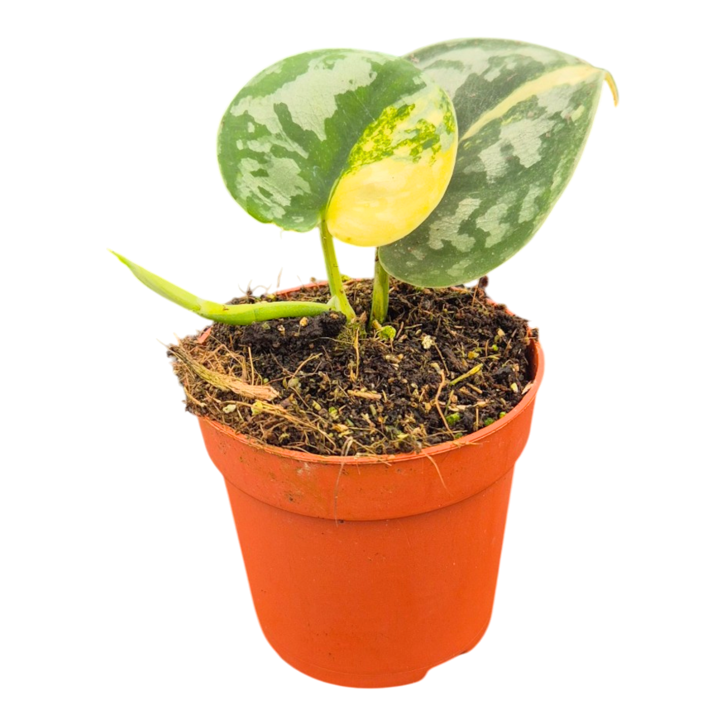 Scindapsus Bukadapati