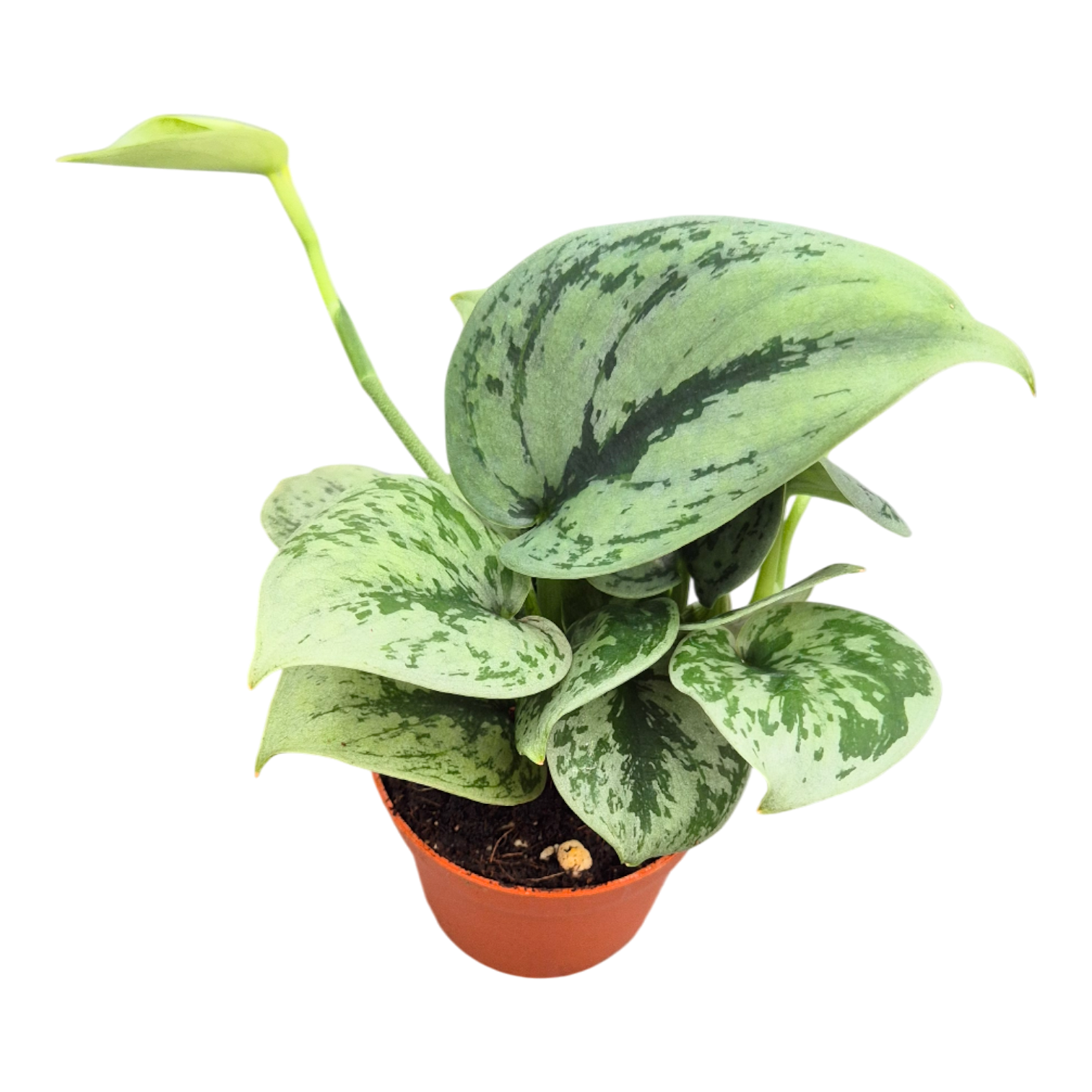 DOMMELVOS NATUURFOTOGRAFIE: Madagaskar - slangen, image size:1512x1512