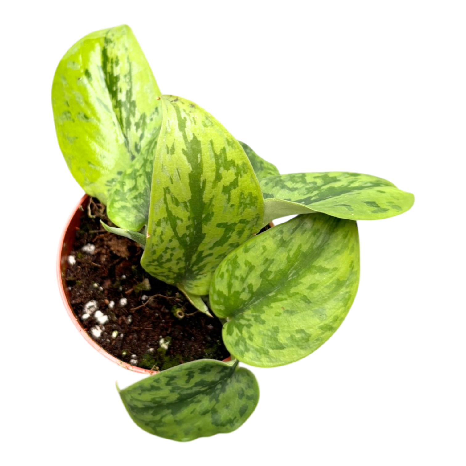 Scindapsus Green Army – Casa Botanica