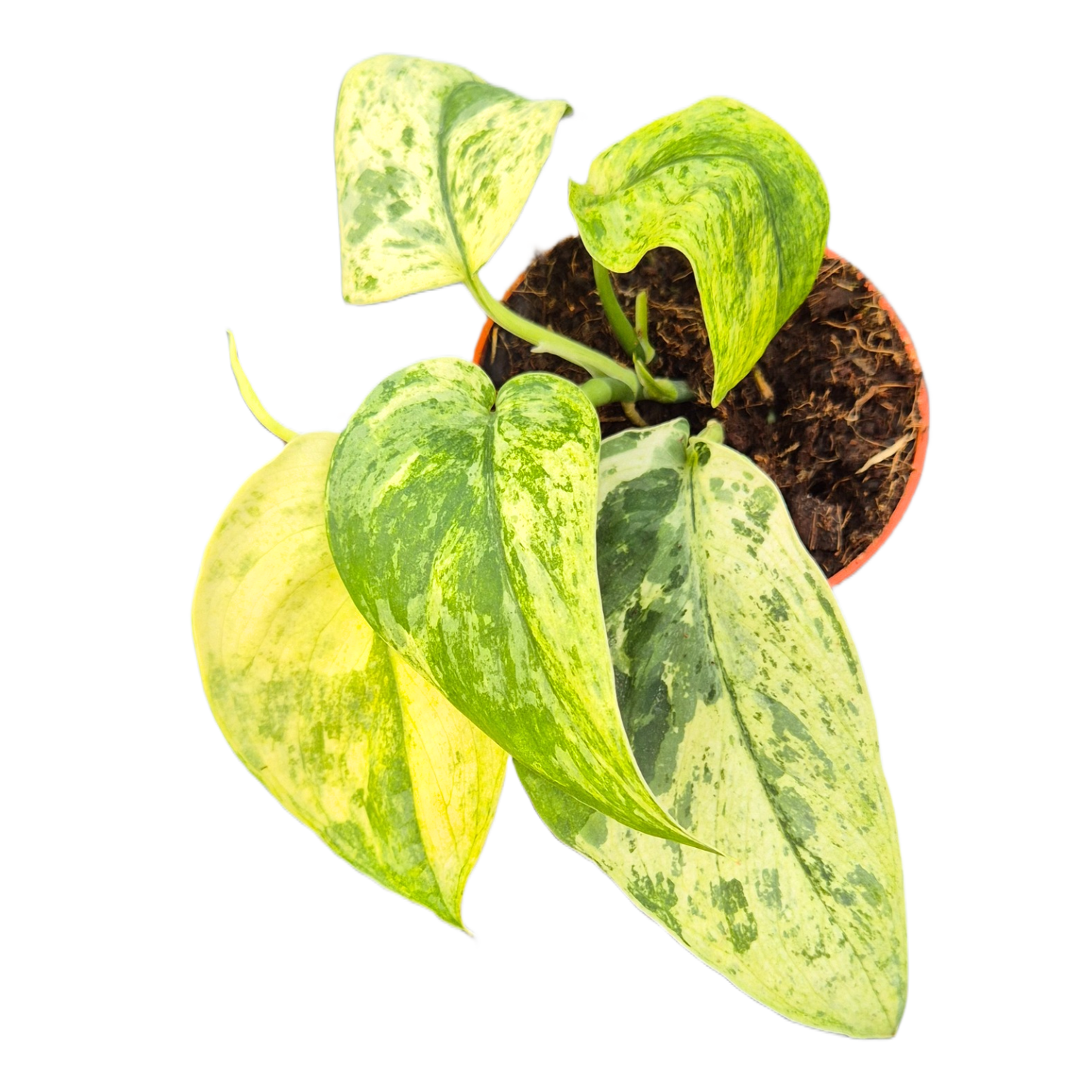 Scindapsus Jade Satin Marmor