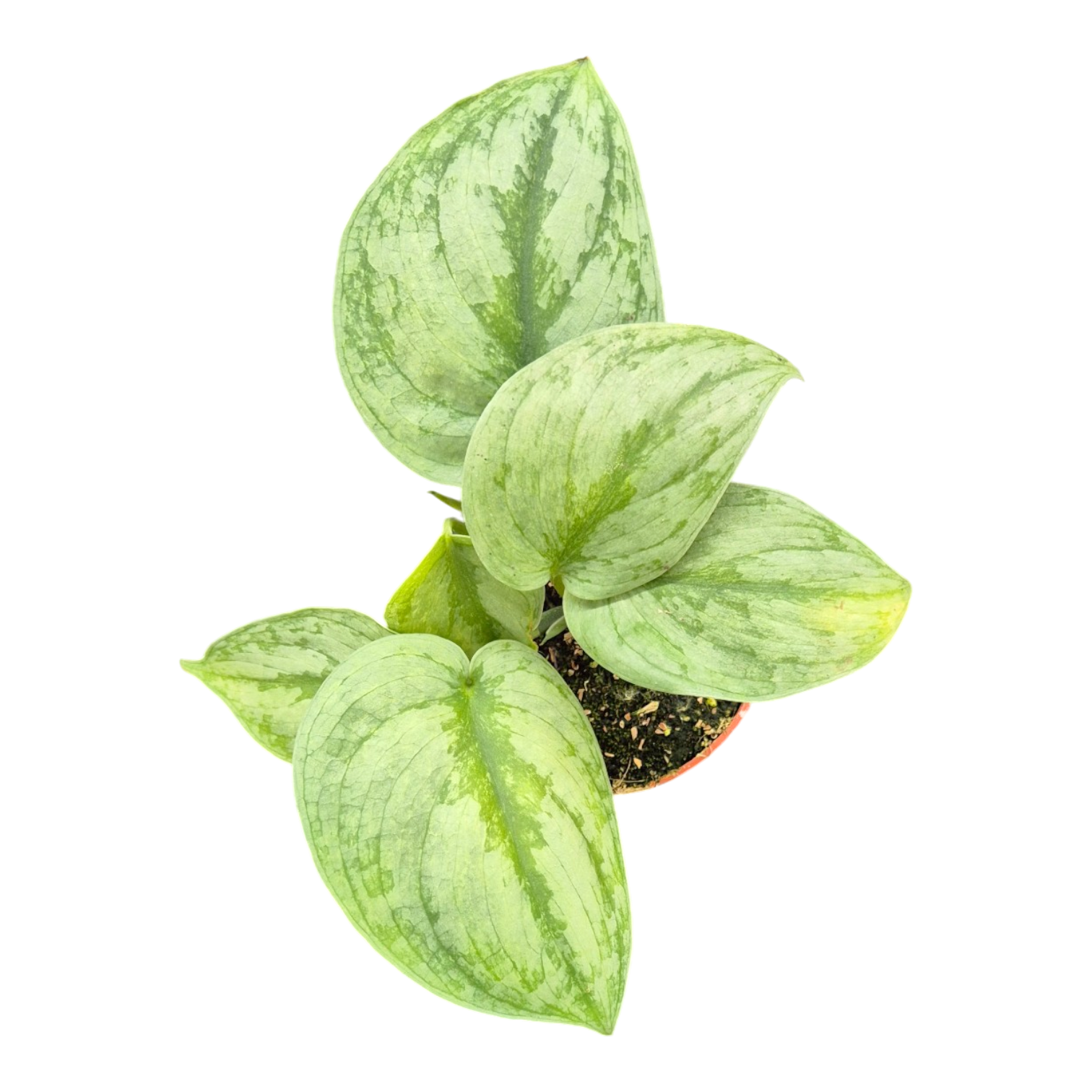 pothos silver hero Scindapsus Silver Hero Variegata