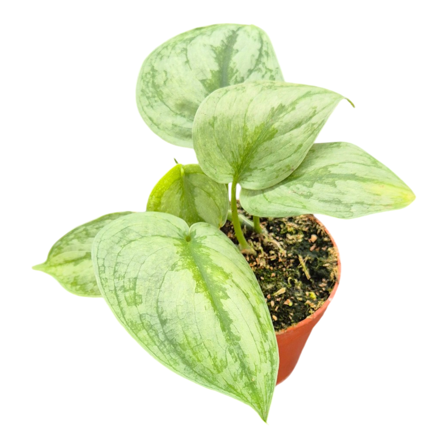 Scindapsus Silver Hero Variegata
