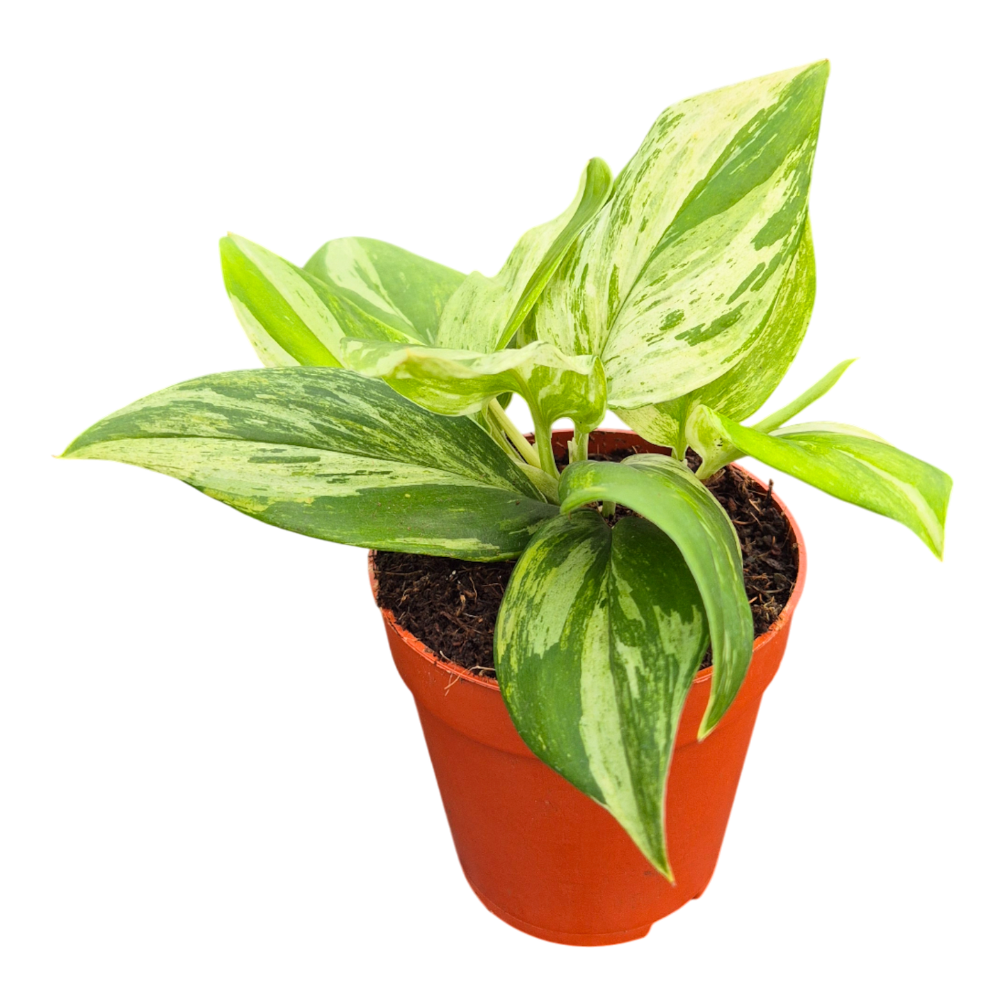 Scindapsus Treubii Moonlight Variegata Albo