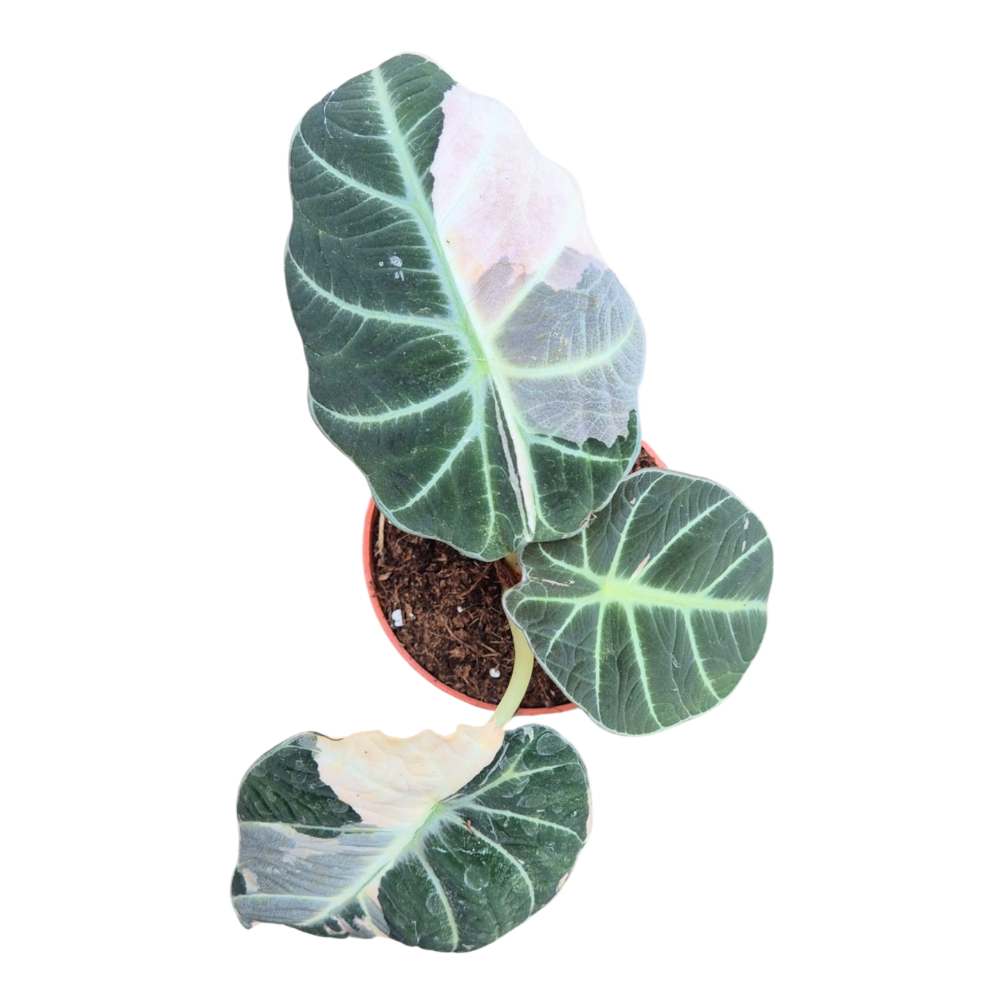Selected Alocasia Black Velvet Albo Variegata