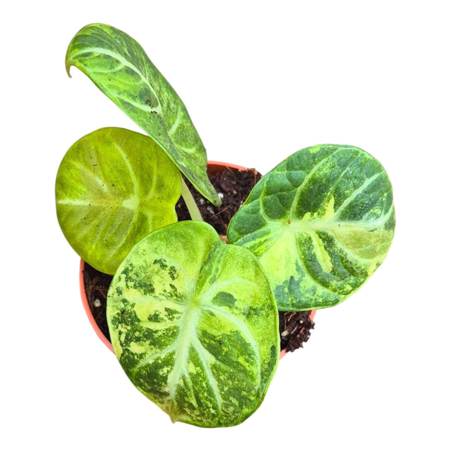 Selected Alocasia Ninja Albo Variegata