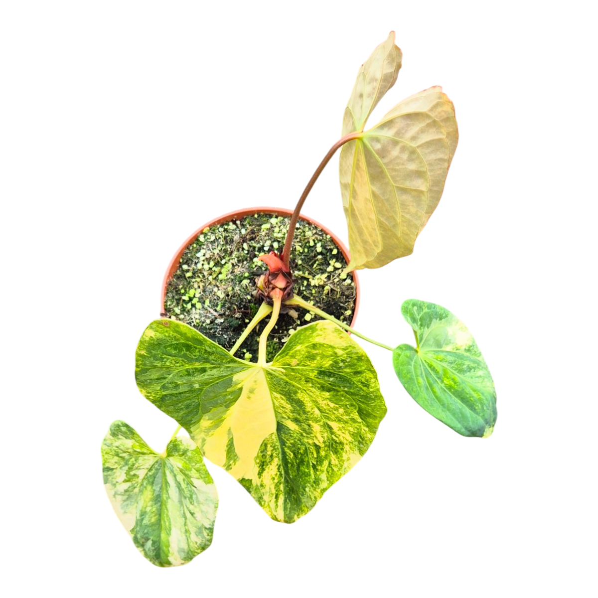 Selected Anthurium Papillilaminum X Kidda 01 Variegata