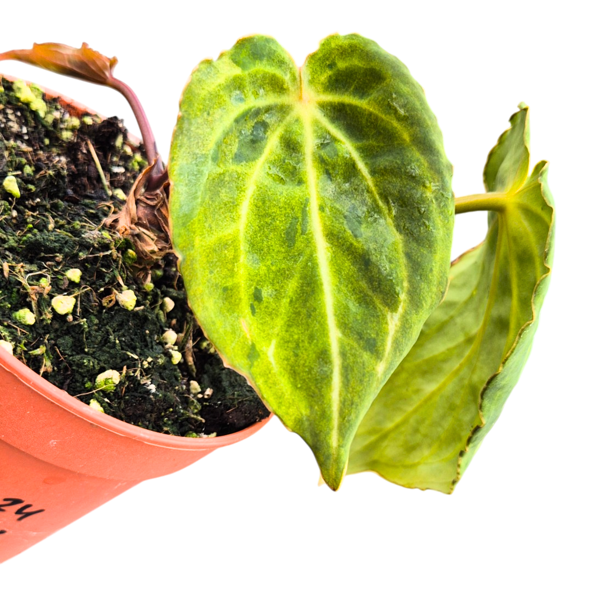 Selected DocBlock Anthurium Black Widow® '43' X Red Velvet Cake® '24' Variegata
