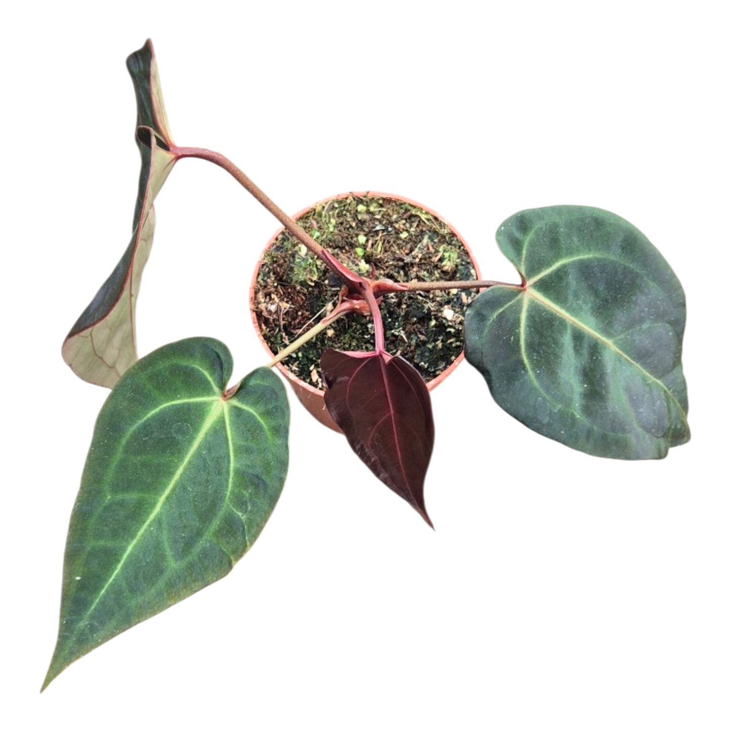 Ausgewählte DocBlock-Sorten: Anthurium Dark & Handsome® '9' × Darth Vader® '75' *6