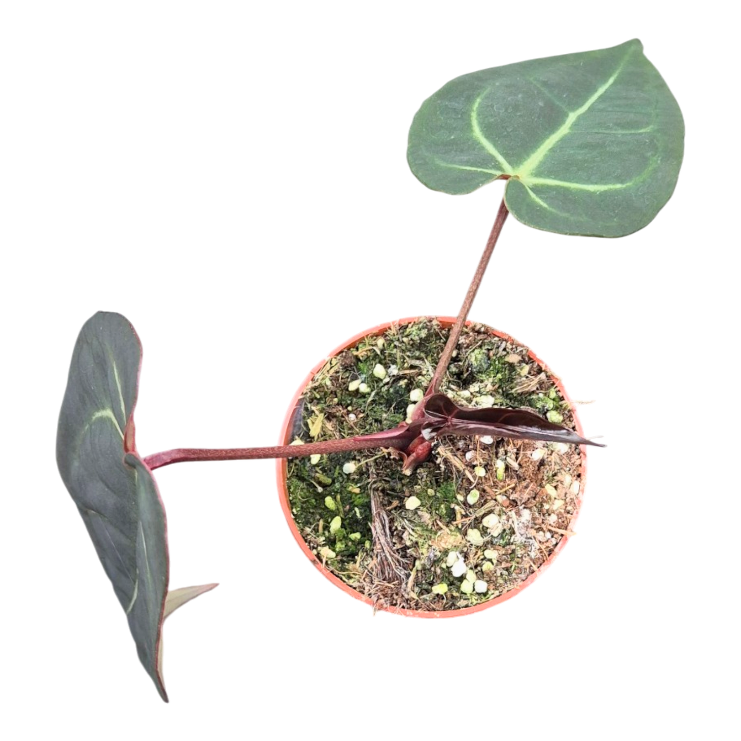 Ausgewählter DocBlock Anthurium Dark & Handsome® '9' × Michelle® '10' *1
