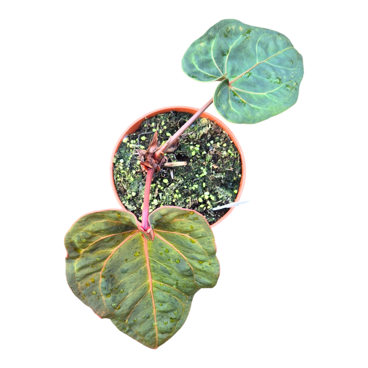 Selected DocBlock Anthurium Dark & Handsome® '9' X Red Velvet Cake® '24' Variegata