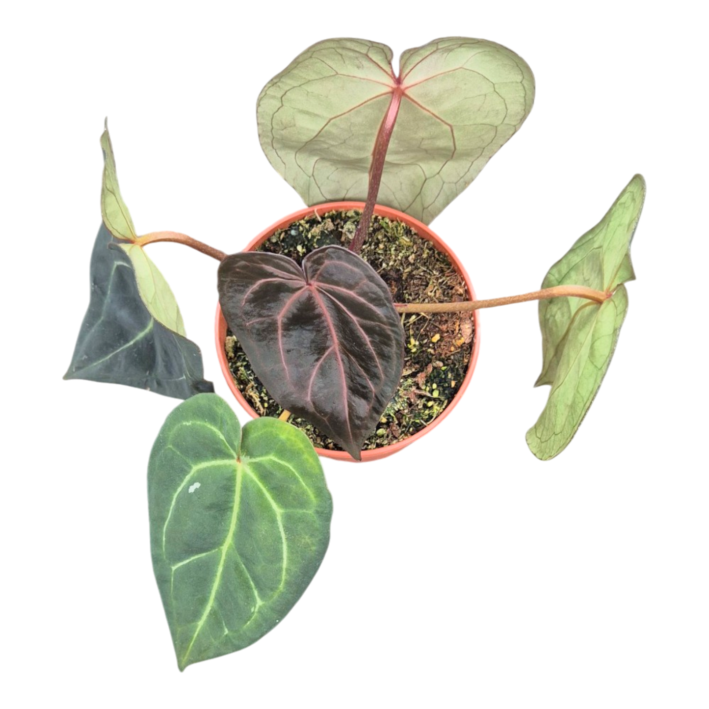 Selected DocBlock Anthurium Michelle® '1' X Black Widow® '13' *1