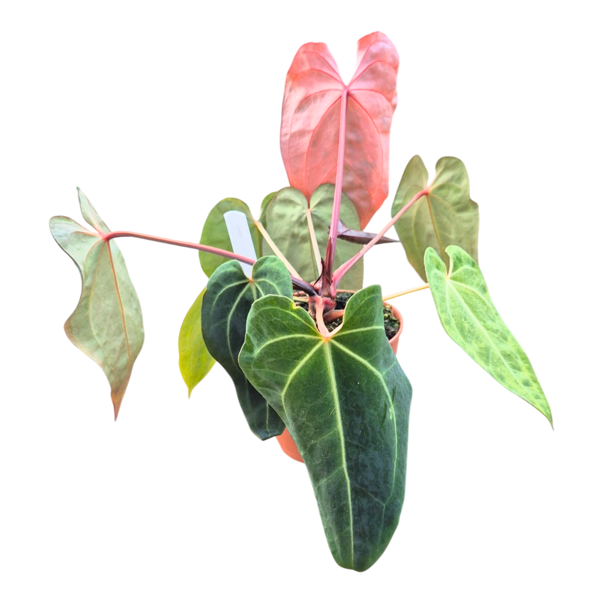 Selected DocBlock Anthurium (Red Velvet Cake® '24' X Dark & Handsome® '9') X Black Widow® '43' Variegata