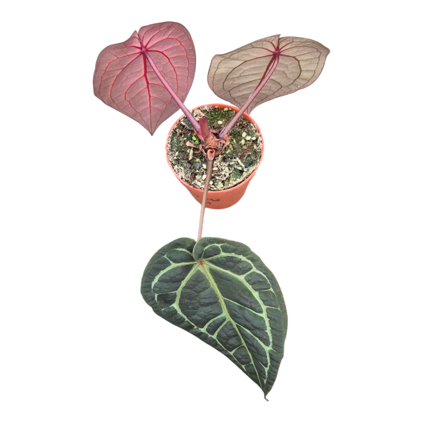 Selected DocBlock Anthurium Red Velvet Cake® '24' X Home Sweet Home® '32' *4