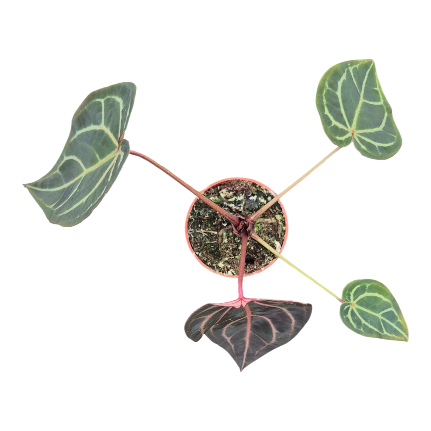 Selected DocBlock Anthurium Red Velvet Cake® '24' X Home Sweet Home® '32' *7