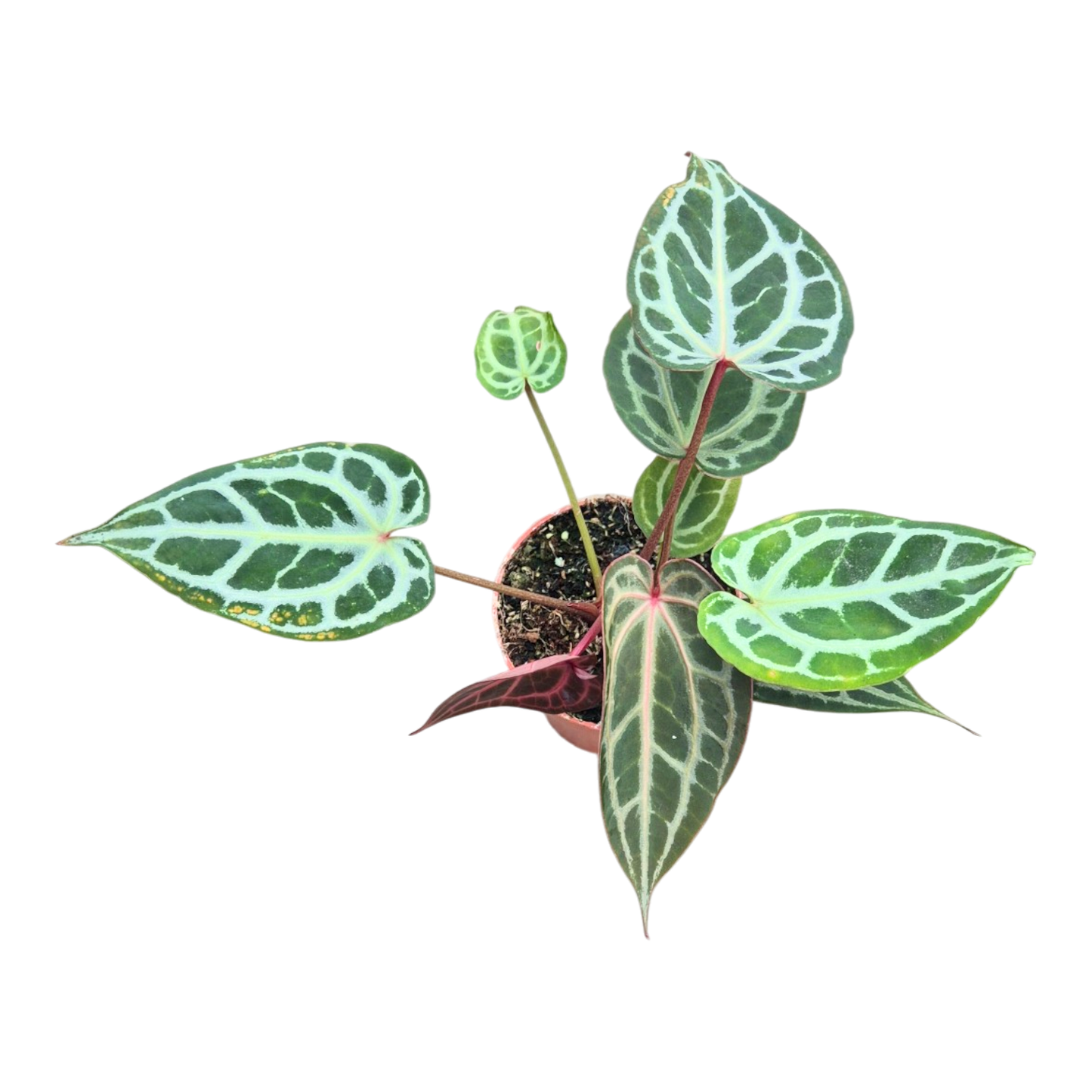 Ausgewählte DocBlock-Sorten: Anthurium Thor's Lightning® '30' X Home, Sweet Home® '32' *17