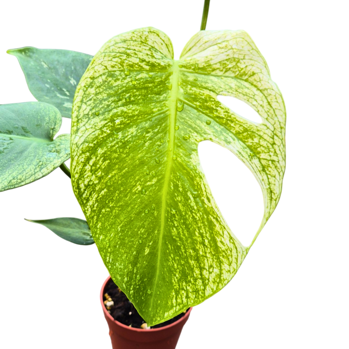 Selected Monstera Devil Monster
