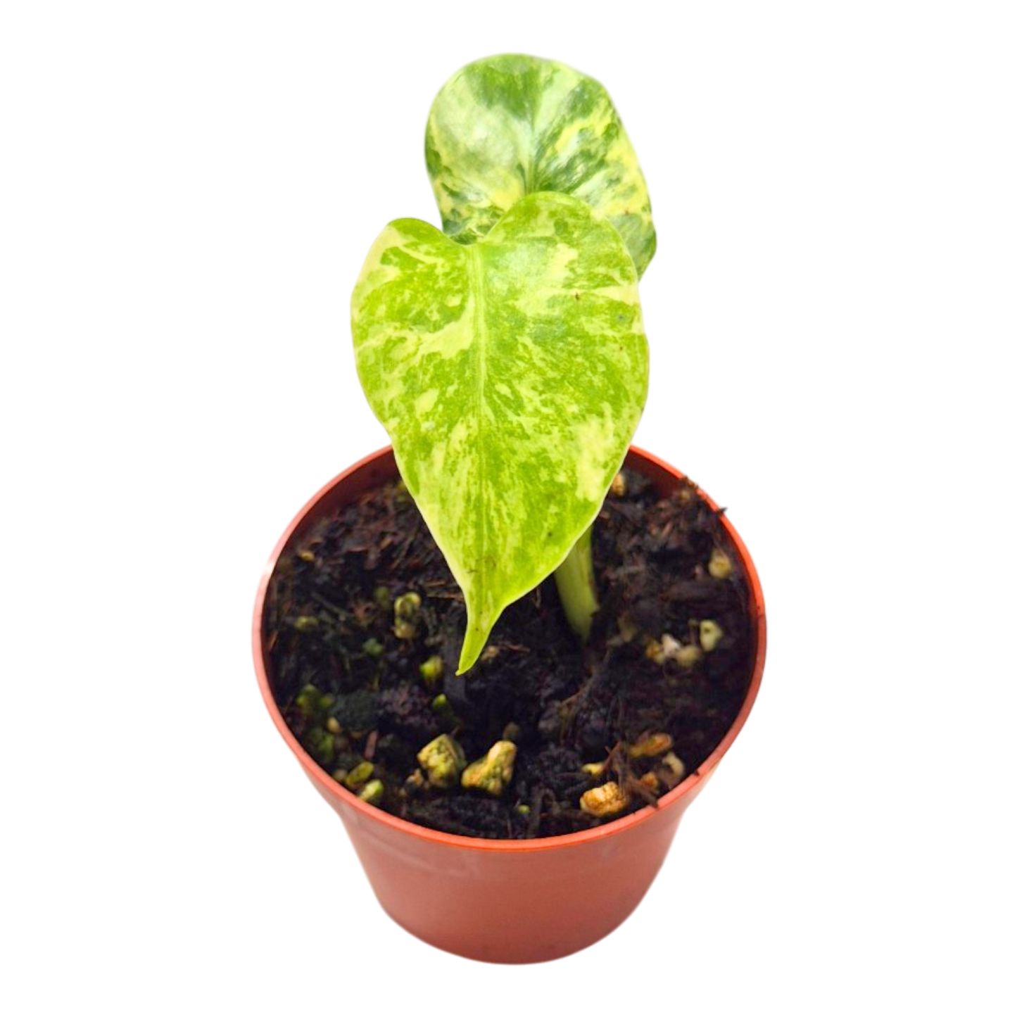 Monstera Ocean Mint sélectionné