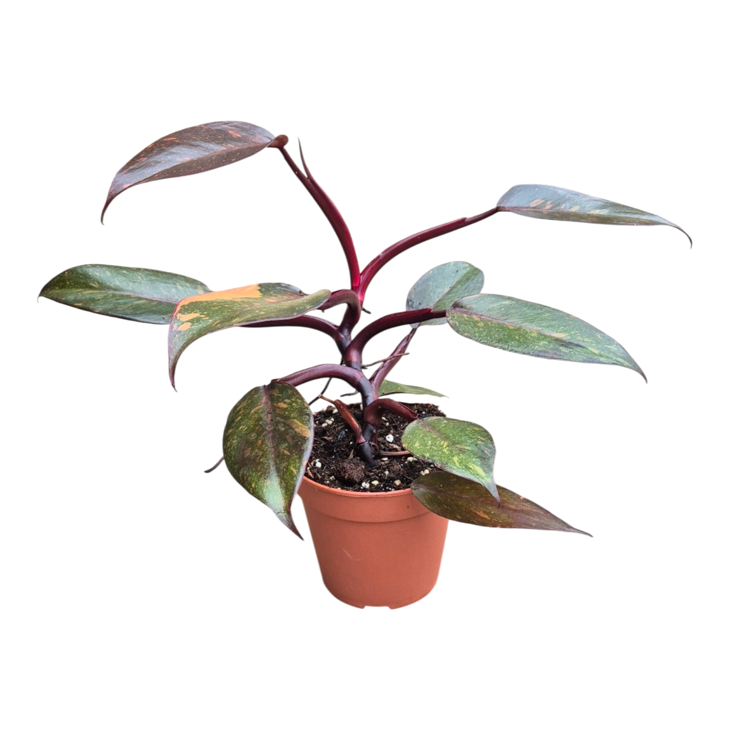 Selected Philodendron Orange Princess